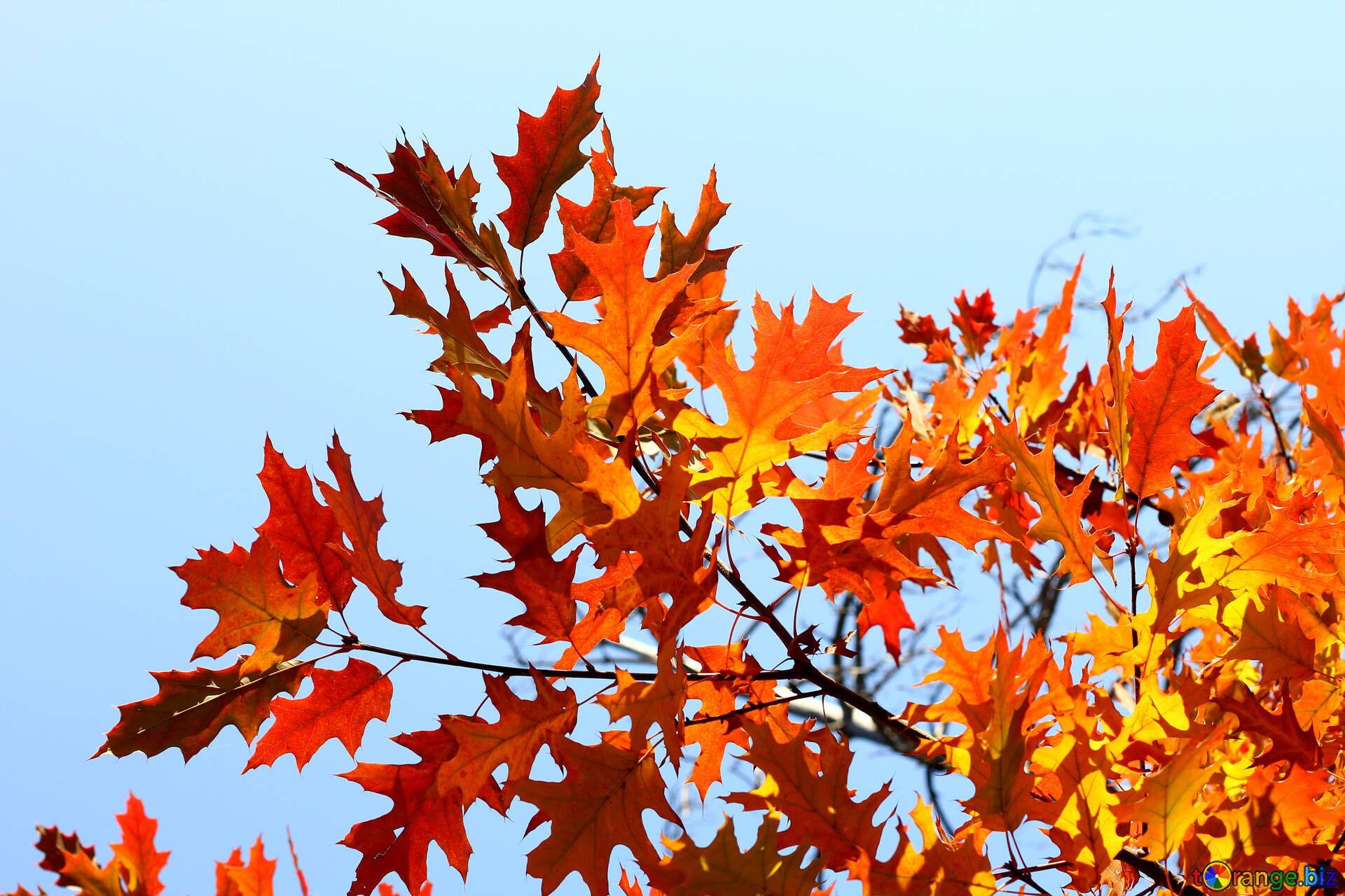 Background for desktop autumn desktop wallpaper leaves № 38532