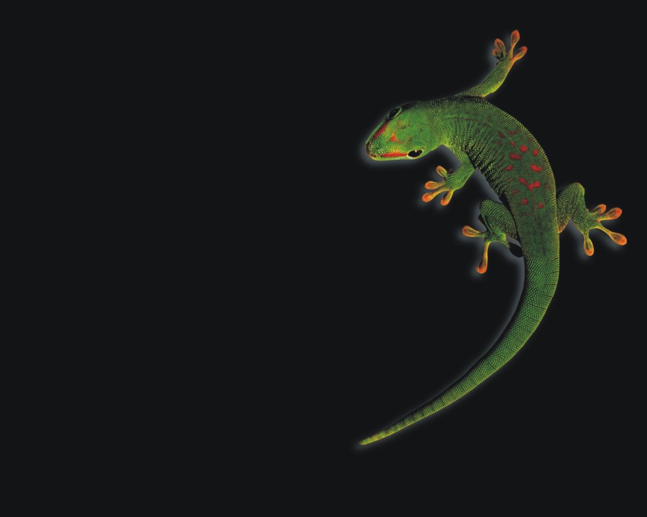 Picture Reptiles Animals Black background