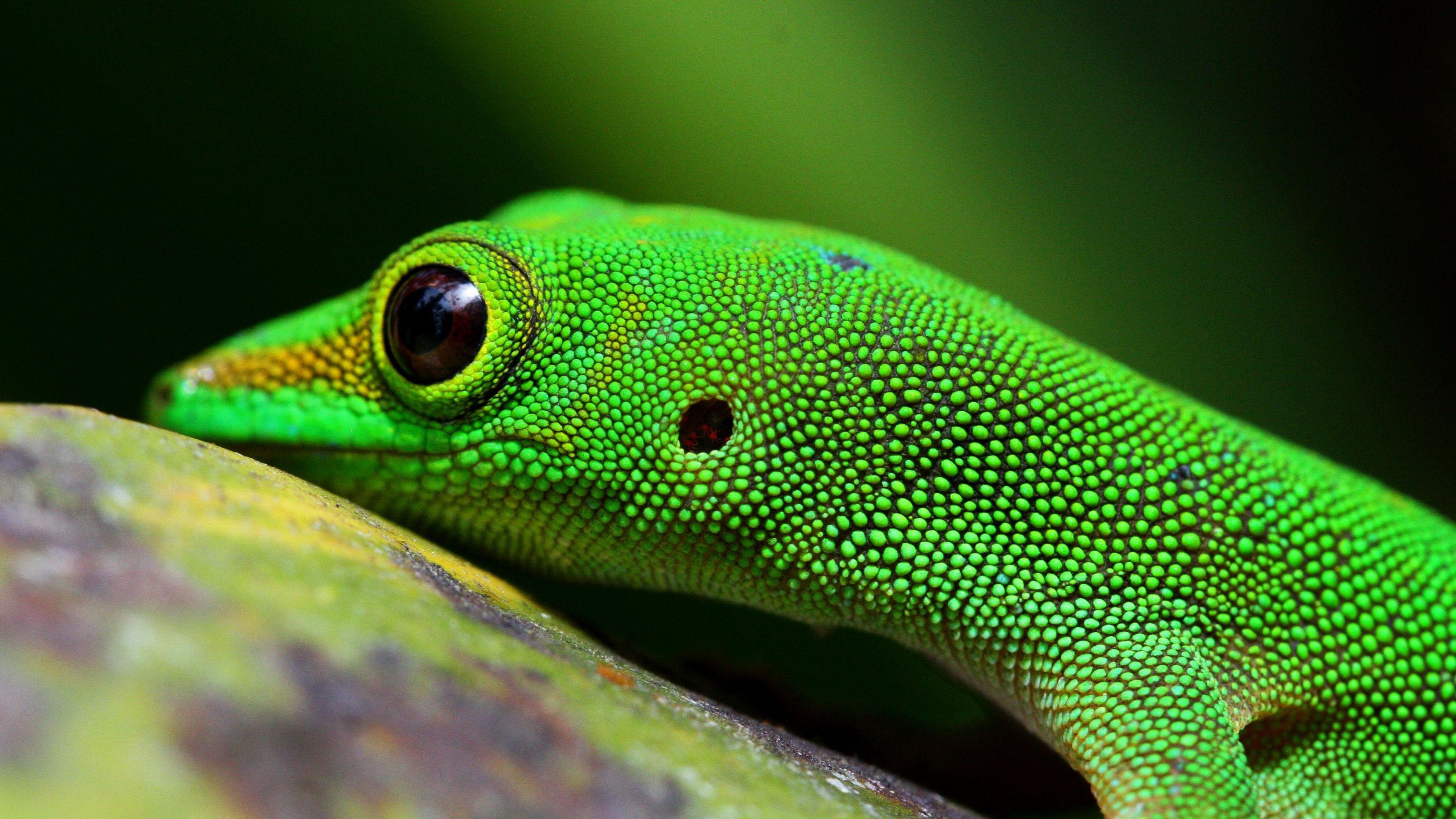 Wallpaper Gecko, reptile, green, 4k