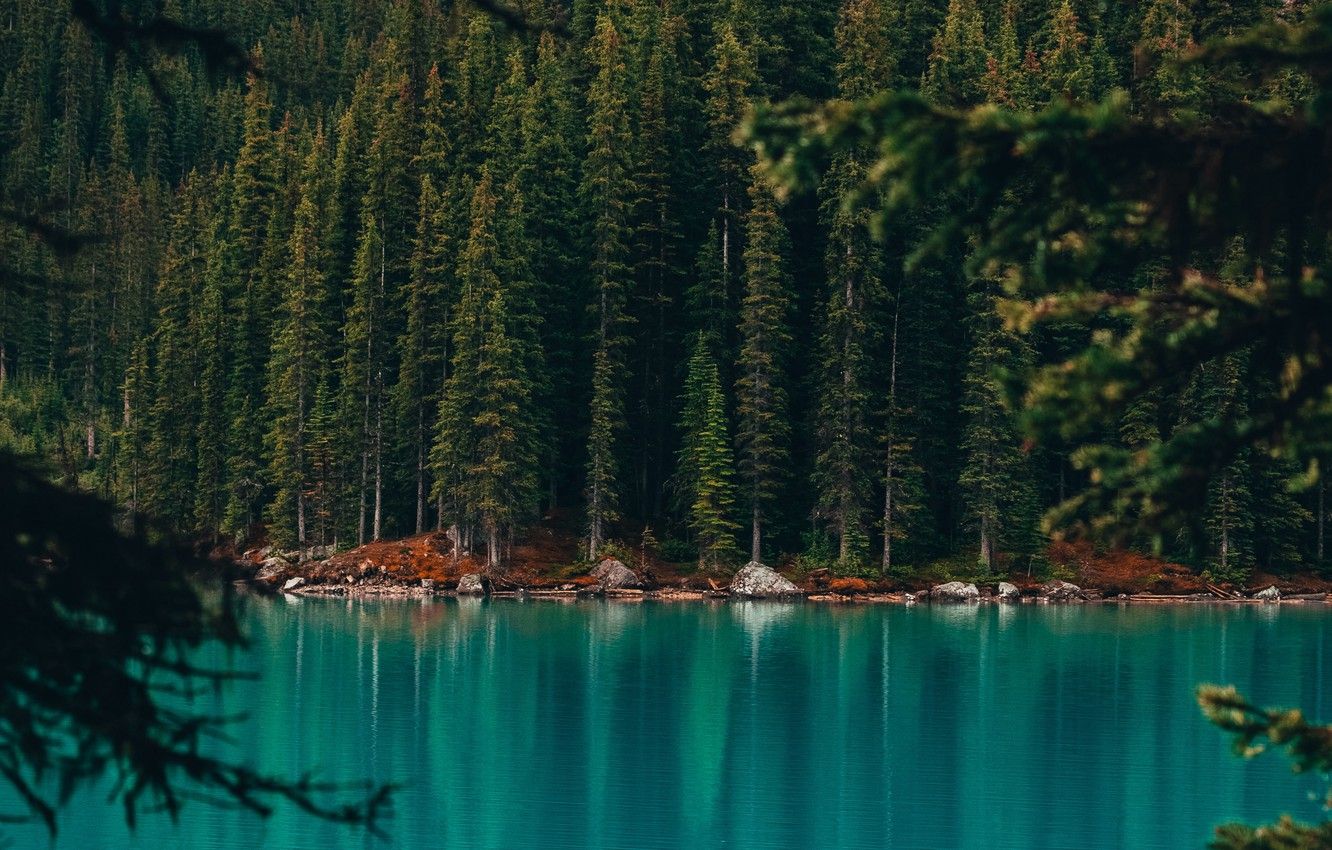 Wallpaper forest, Canada, trees, coast, nature, water, autumn, lake, rocks, landscapes, reflection, blur effect, pine trees, 4k ultra HD background, Moraine Lake image for desktop, section пейзажи