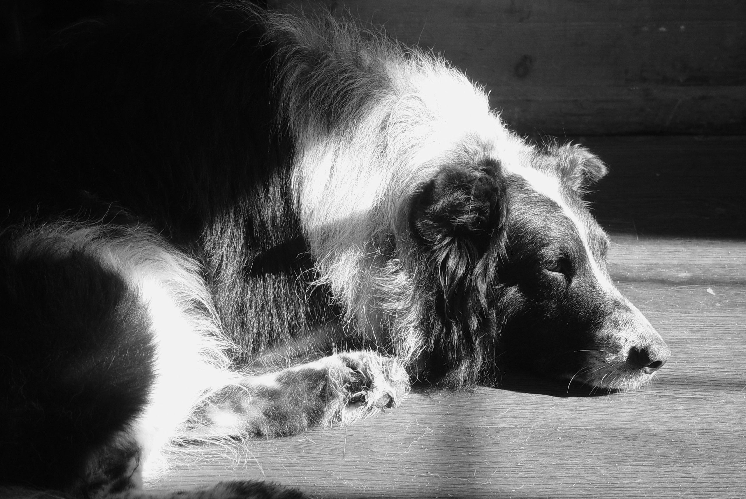 Resting Old Time Farm Shepherd dog photo and wallpaper. Beautiful Resting Old Time Farm Shepherd dog pictures