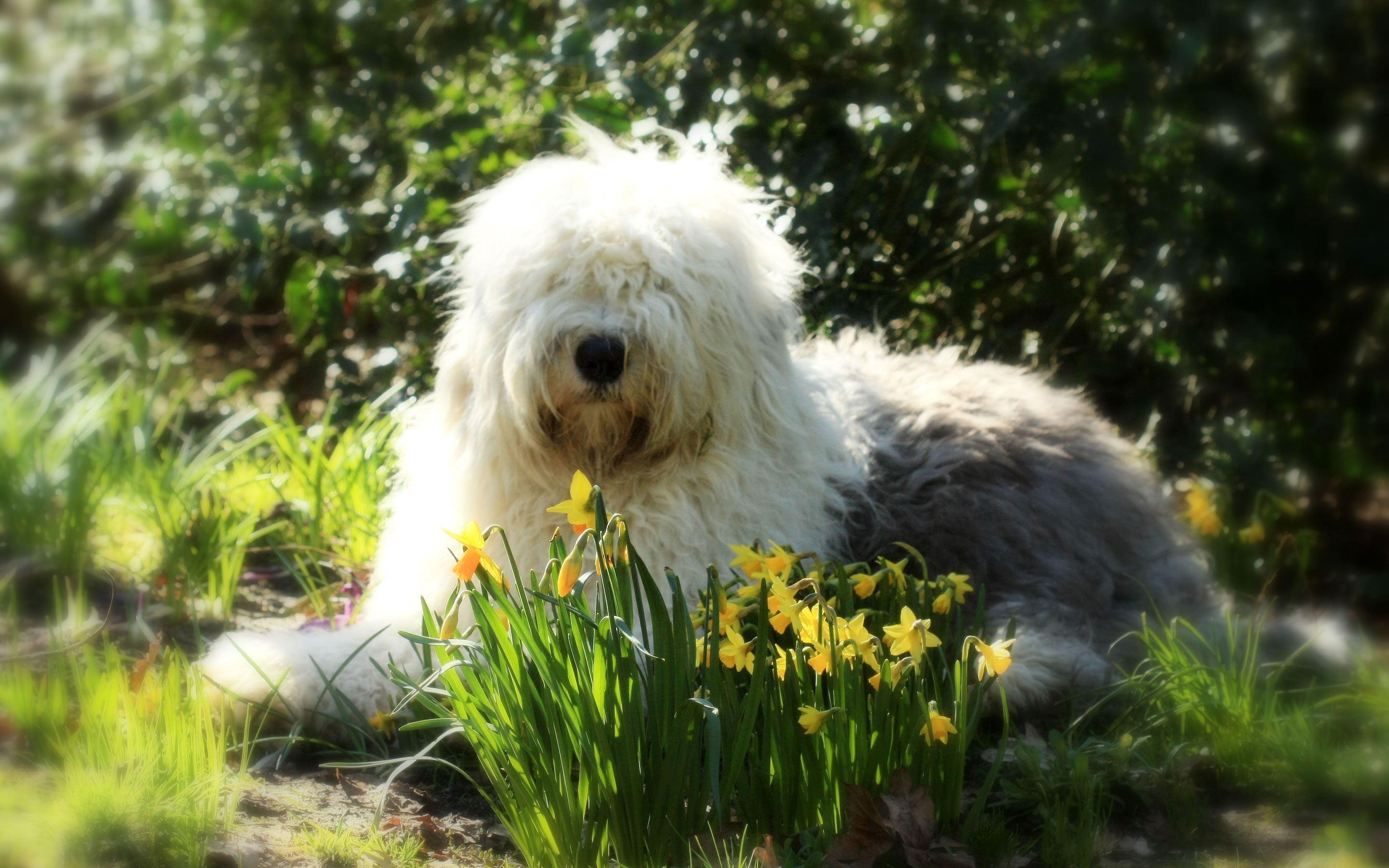 Download wallpaper Old English Sheepdog, pets, funny dog, shaggy dog, dogs, Old English Sheepdog Dog for desktop with resolution 2880x1800. High Quality HD picture wallpaper