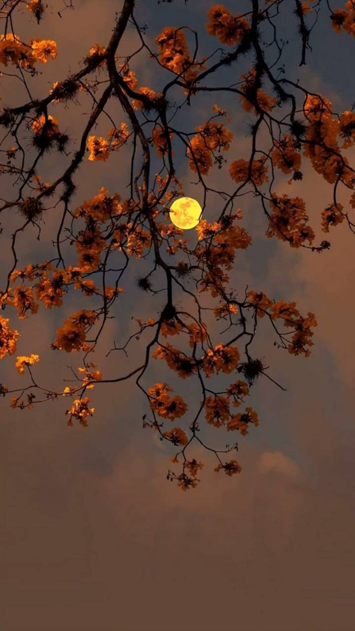 Autumn moon wallpaper