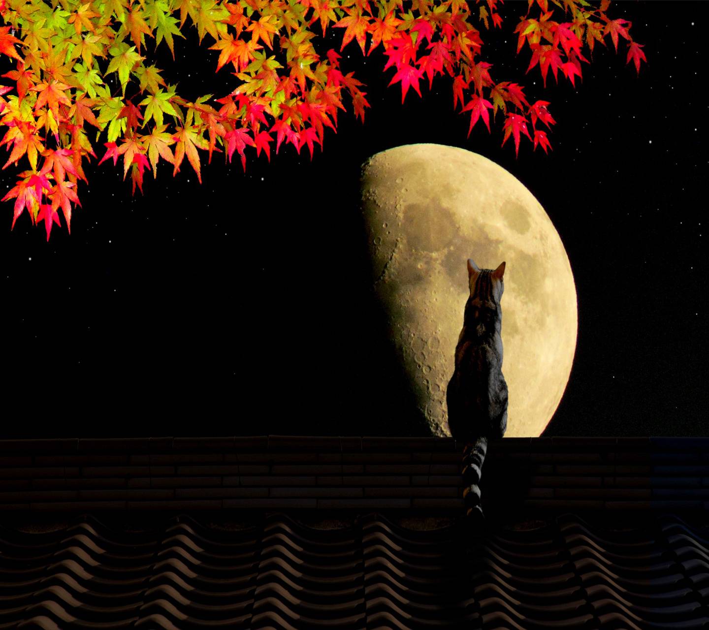 Autumn Moon wallpaper