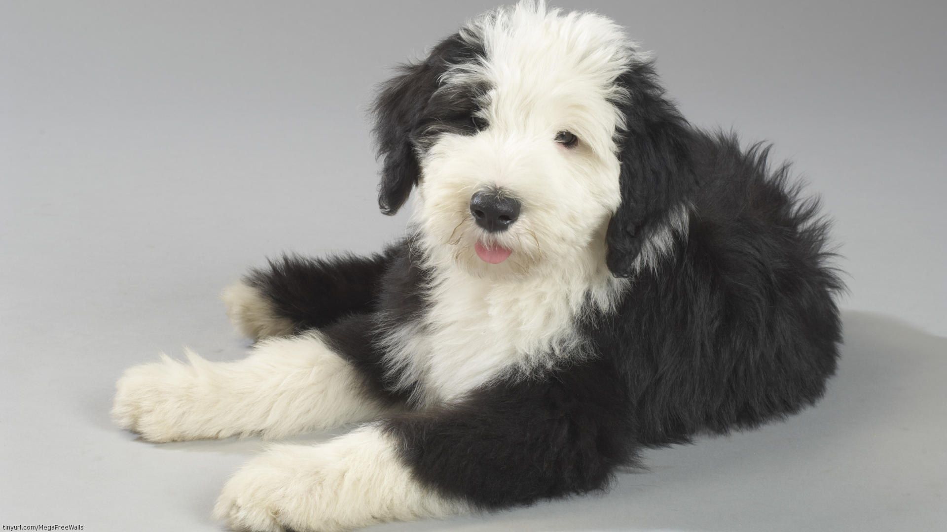 Puppy Dog Cute Old English Sheepdog Sheepdog Wallpaper:1920x1080