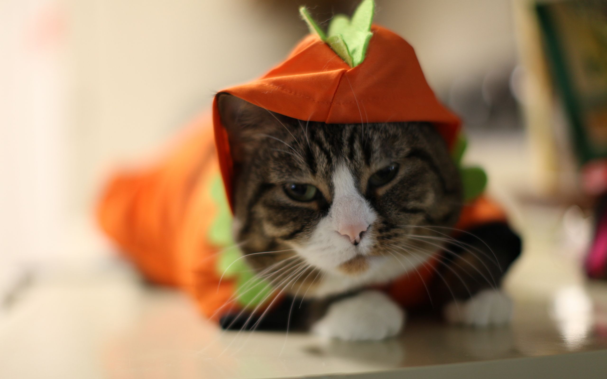 Funny Halloween Cat