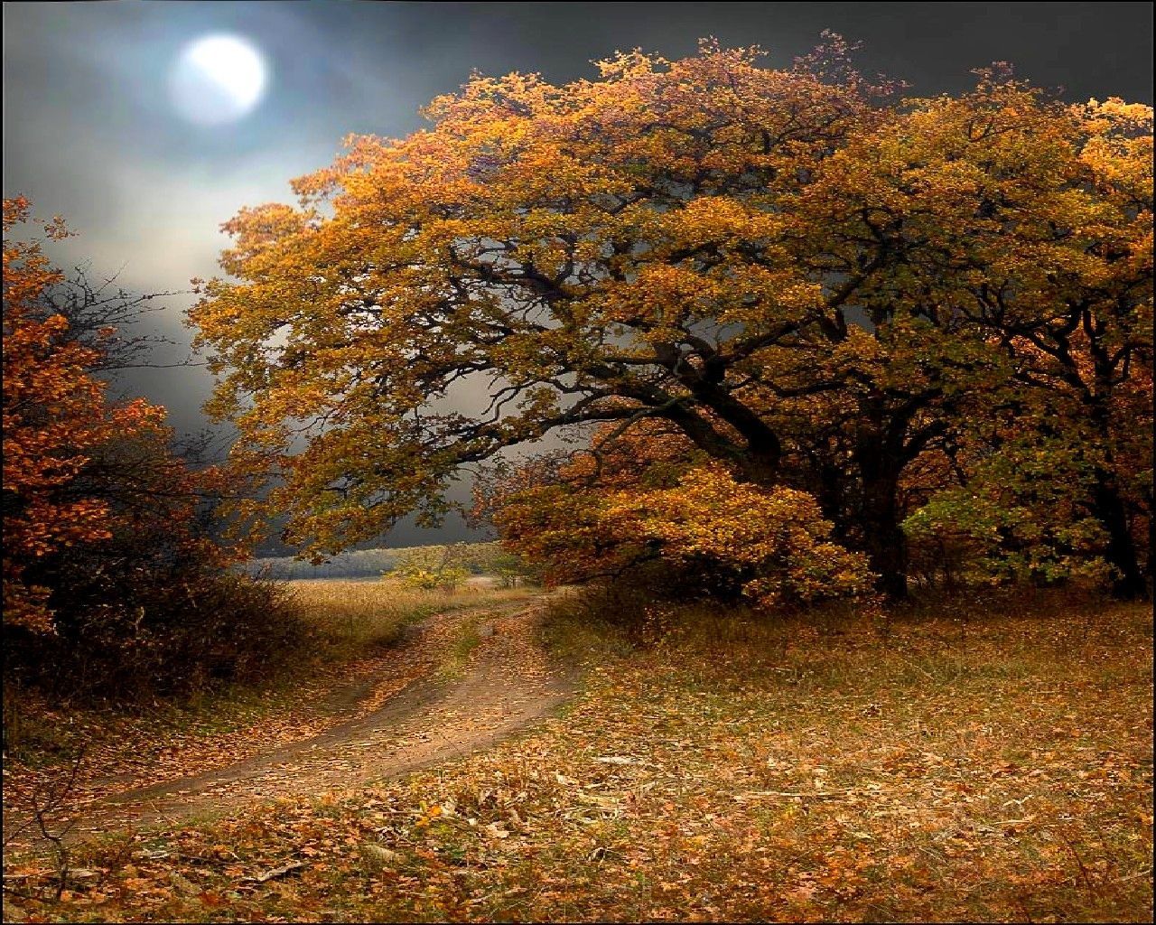 Осень деревья Луна