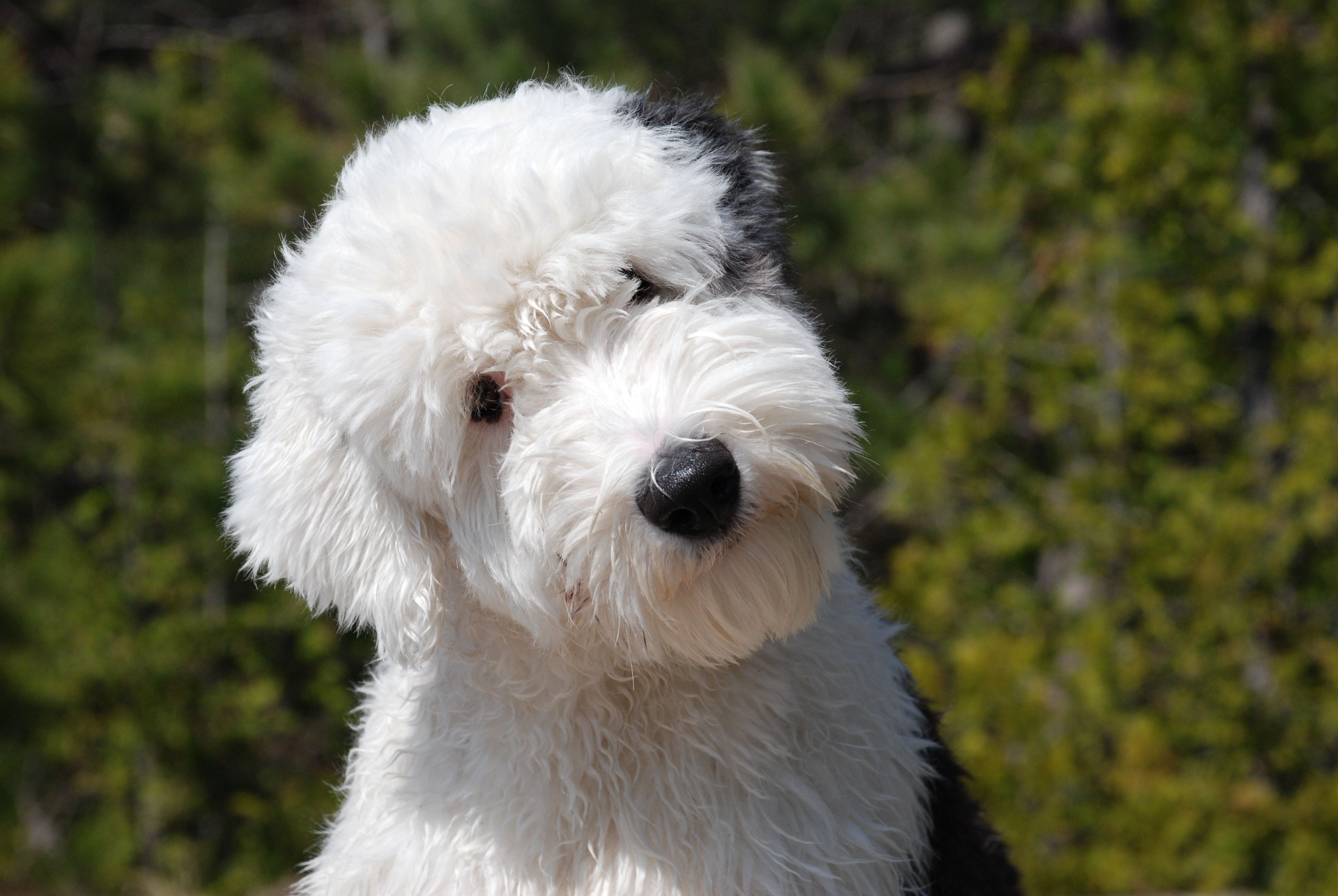 Cute Old English Sheepdog photo and wallpaper. Beautiful Cute Old English Sheepdog picture