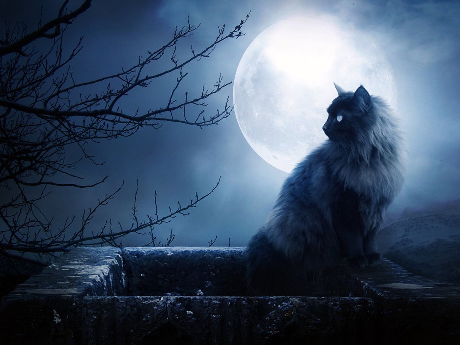 Free download Scary cat in the night HD wallpaper The Wallpaper Database [1600x1200] for your Desktop, Mobile & Tablet. Explore Creepy HD Wallpaper. Scary Wallpaper Hd, Cool Scary Wallpaper