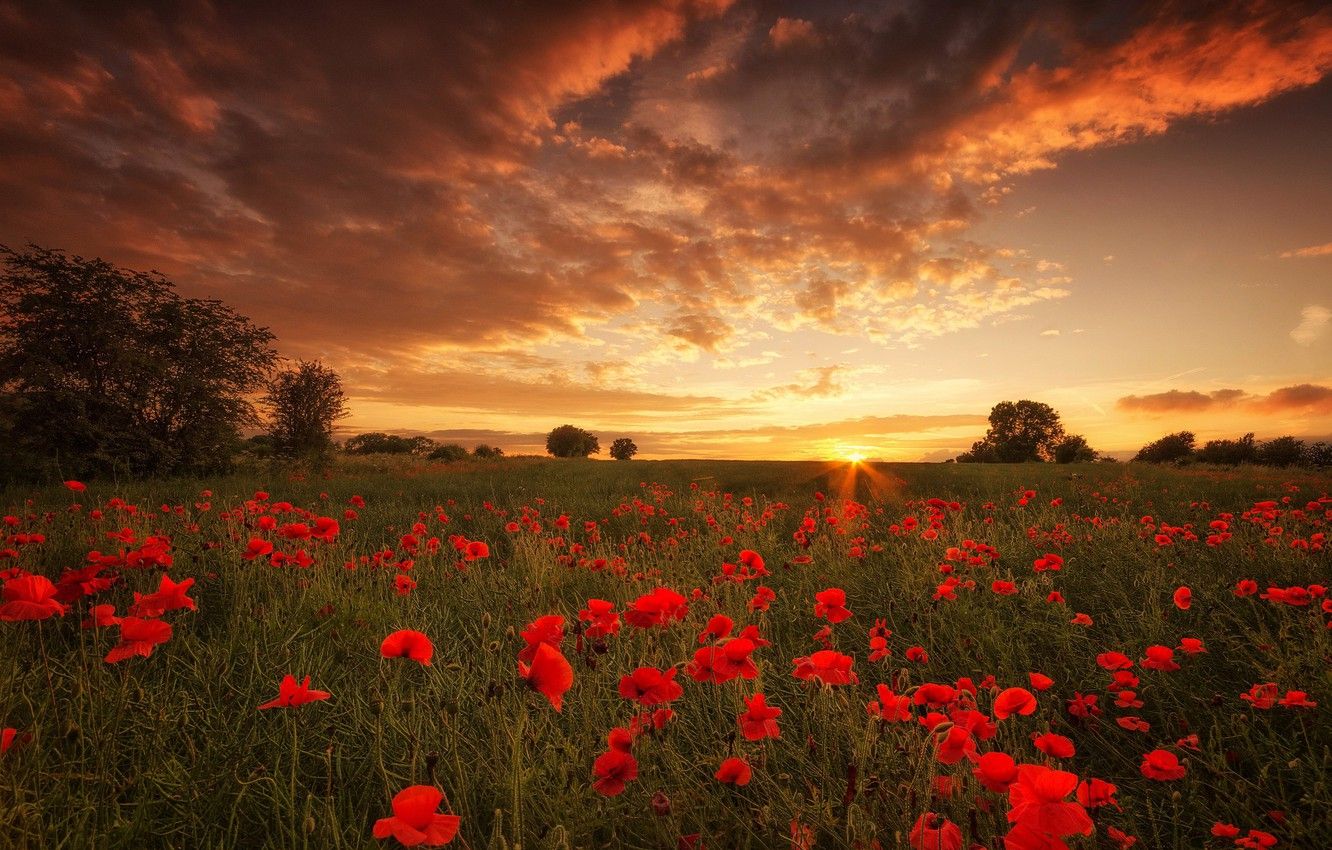Wallpaper field, sunset, flowers, sundown, poppies image for desktop, section природа