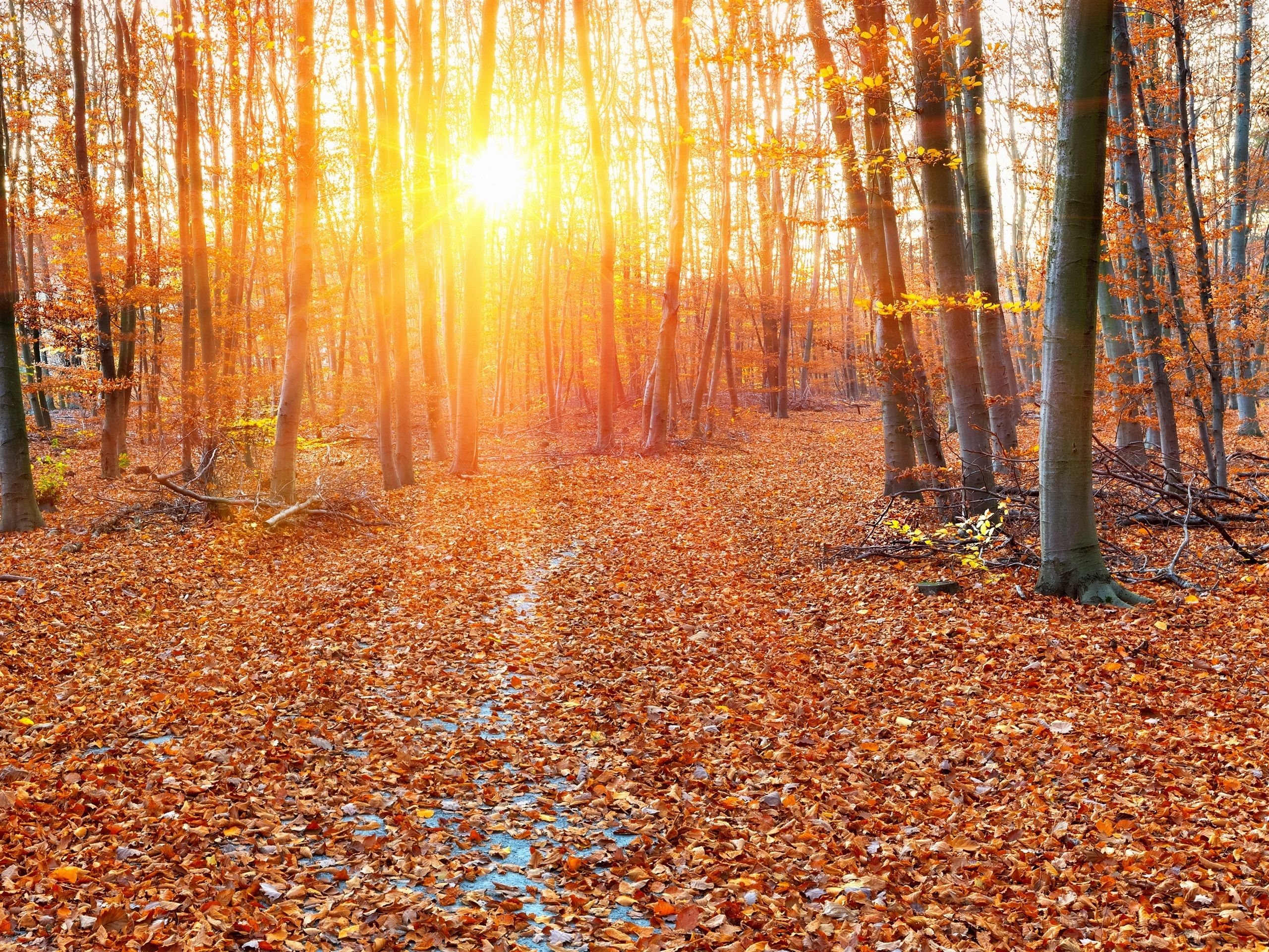 Wallpaper Forest, autumn, sun rays, trees, leaves 2560x1920 HD Picture, Image