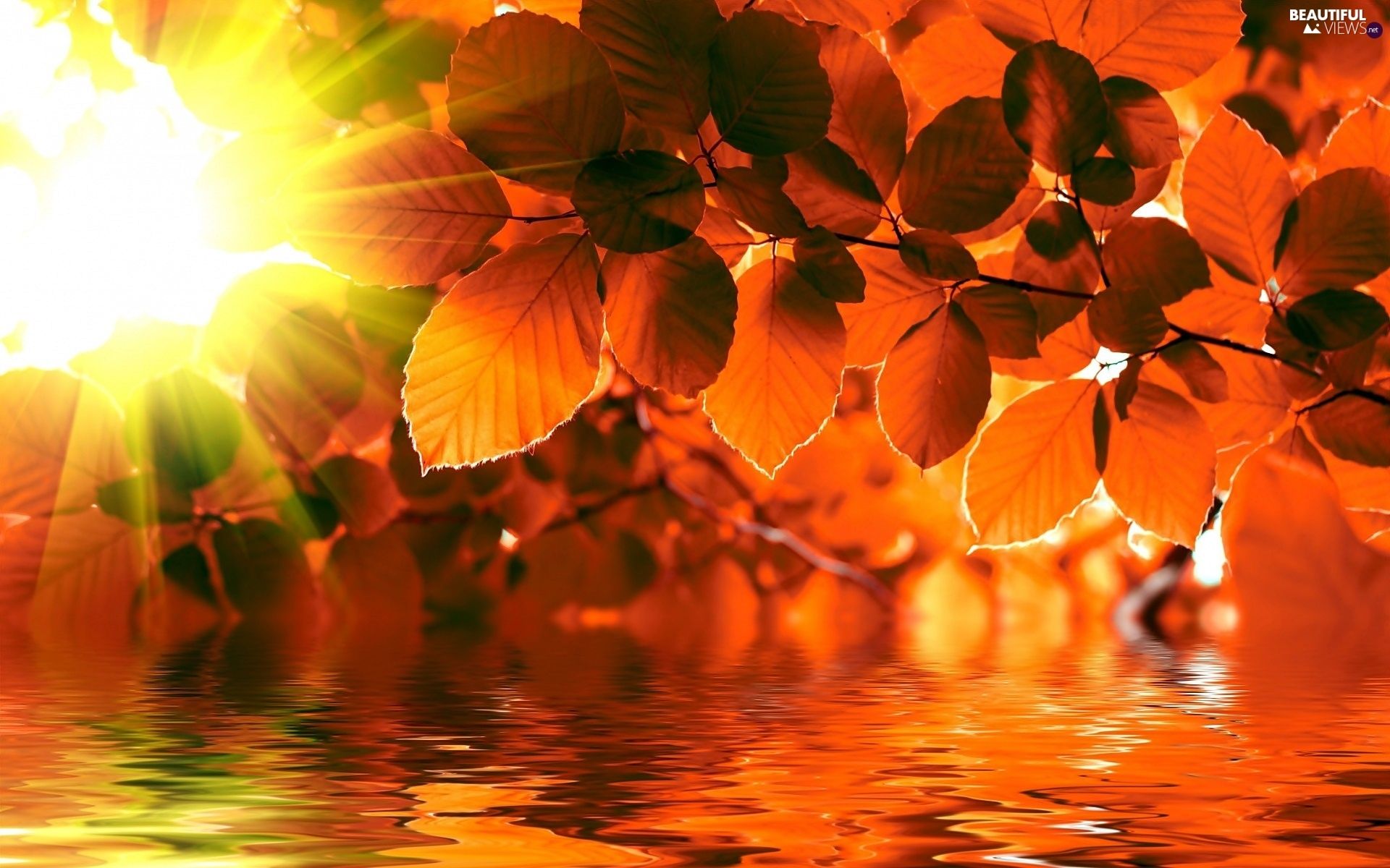 autumn, water, rays of the Sun, Leaf views wallpaper: 1920x1200