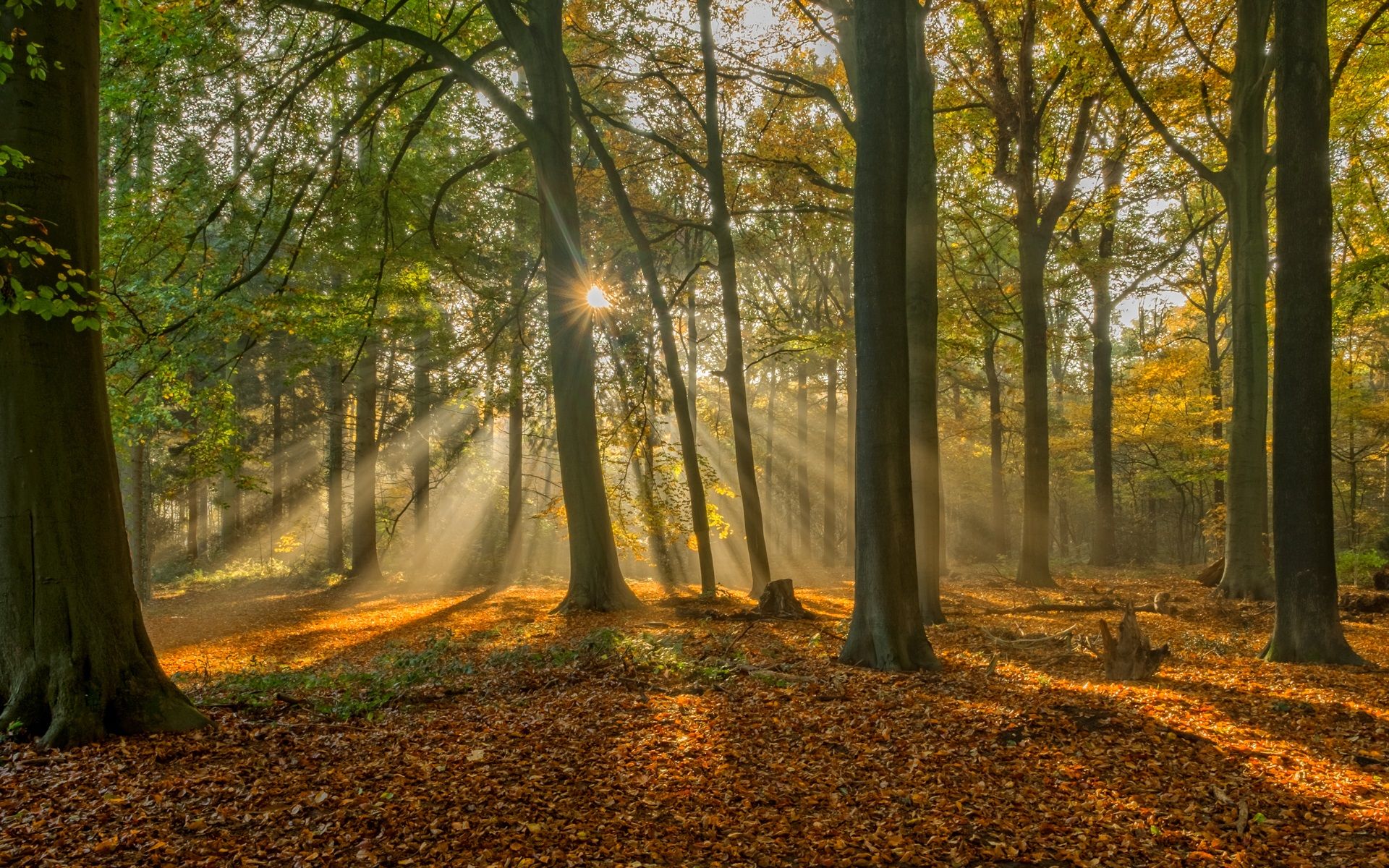 Wallpaper Brugge, Belgium, forest in autumn, sun rays 1920x1200 HD Picture, Image