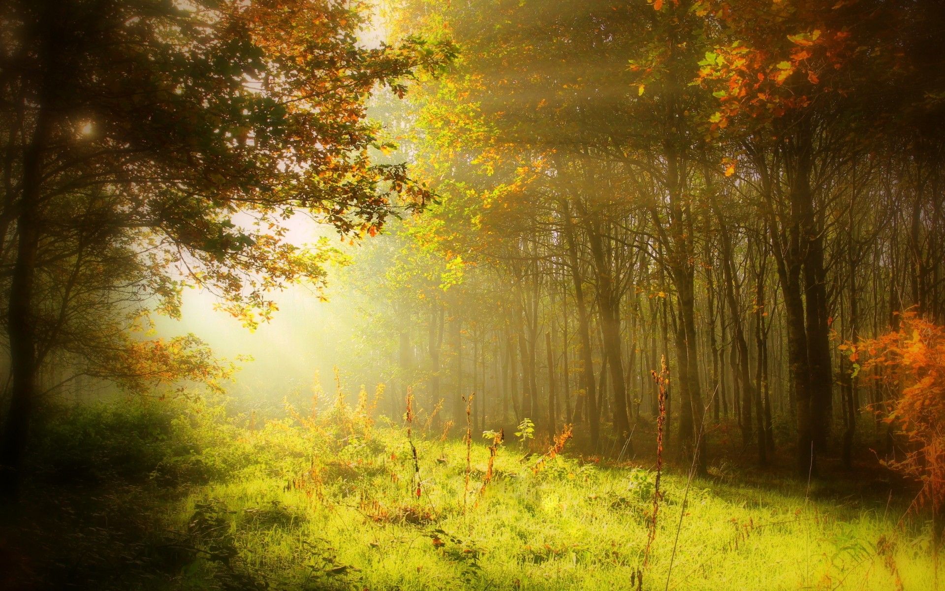 Wallpaper Autumn, Forest, Sun light, HD, Nature,. Wallpaper for iPhone, Android, Mobile and Desktop
