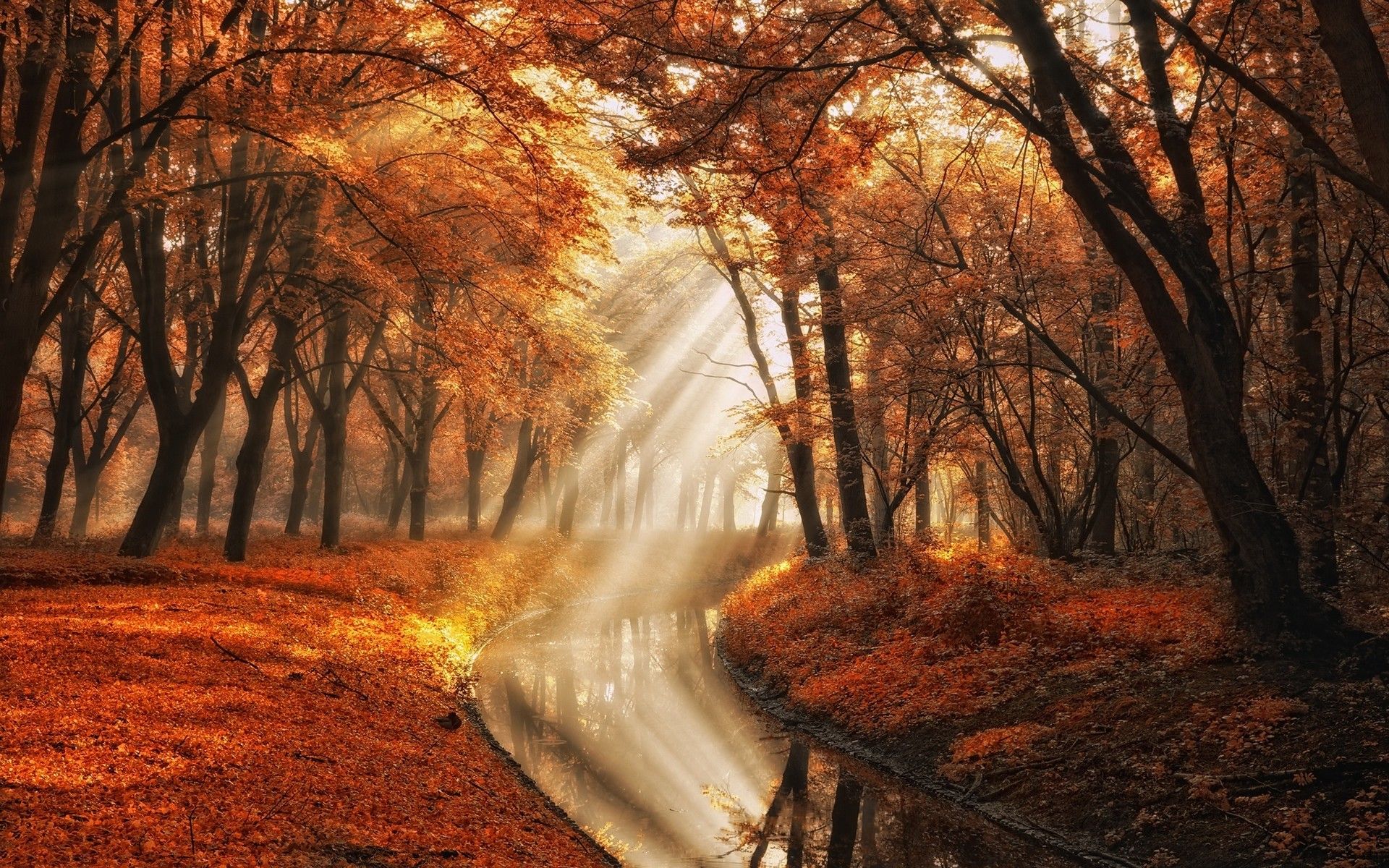 #park, #trees, #leaves, #sun rays, #landscape, #mist, #nature, #canal, #orange, #fall, wallpaper. Mocah.org HD Wallpaper