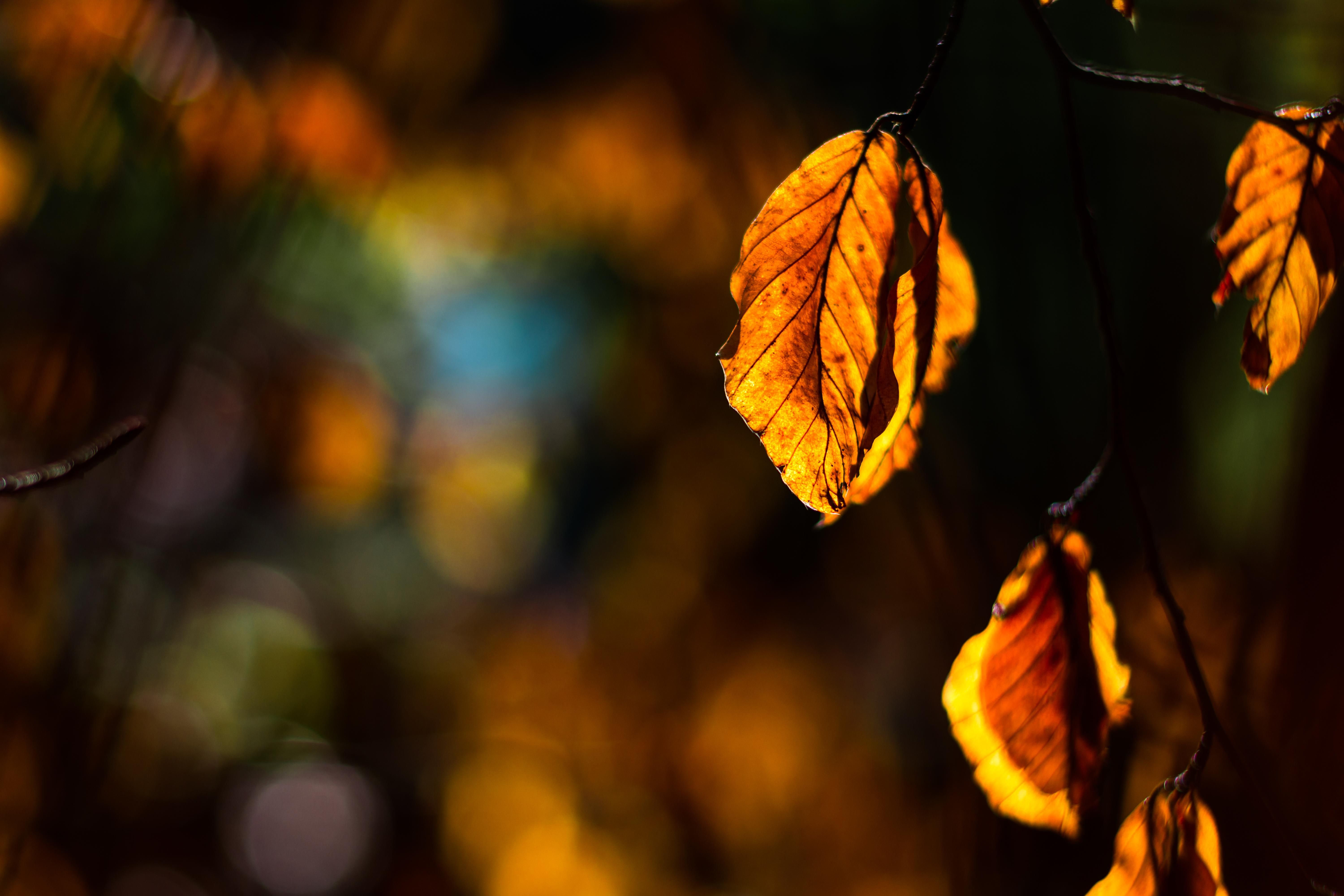 wallpaper autumn, leaf, branch, sun rays HD, Widescreen, High Definition