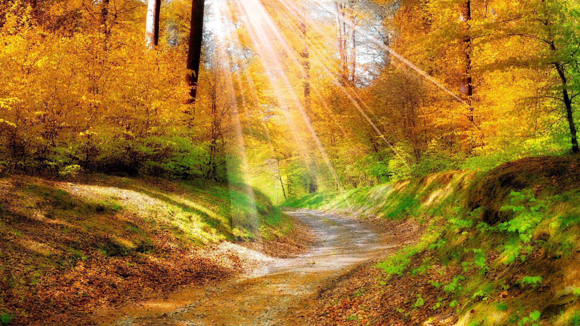 Download desktop wallpaper Autumn Nature Rays Sun 1920x1080