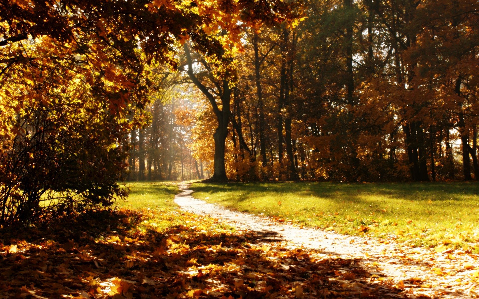 Wallpaper Forest, trees, road, autumn, sun rays 1920x1200 HD Picture, Image