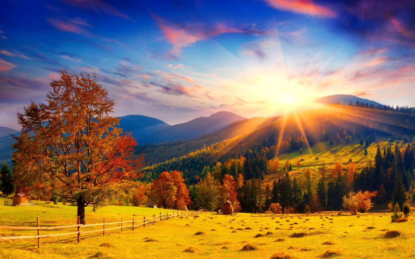 Autumn field with trees in the rays of a bright sun Desktop wallpaper 1440x900