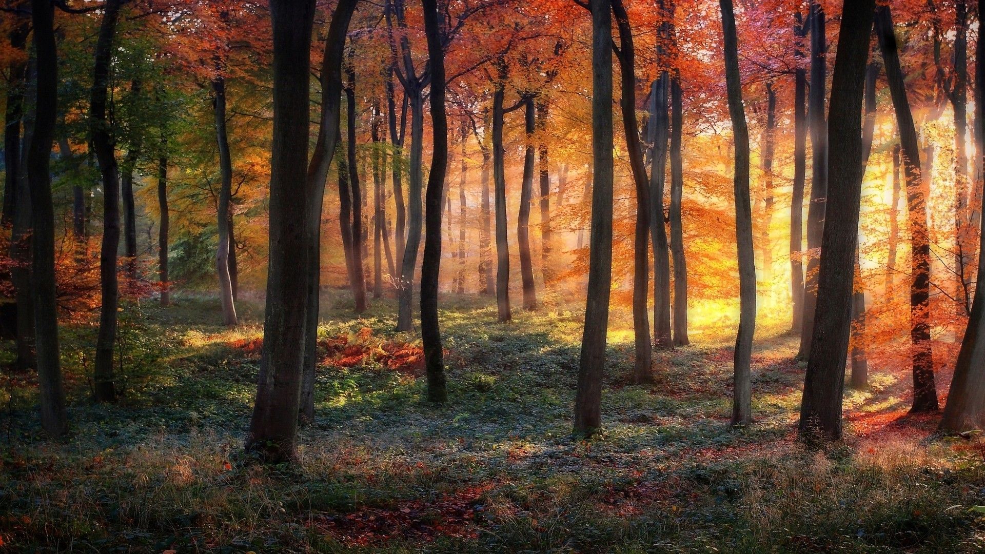 #colorful, #trees, #sun rays, #nature, #mist, #forest, #landscape, #grass, #fall, #shrubs, wallpaper. Mocah.org HD Desktop Wallpaper