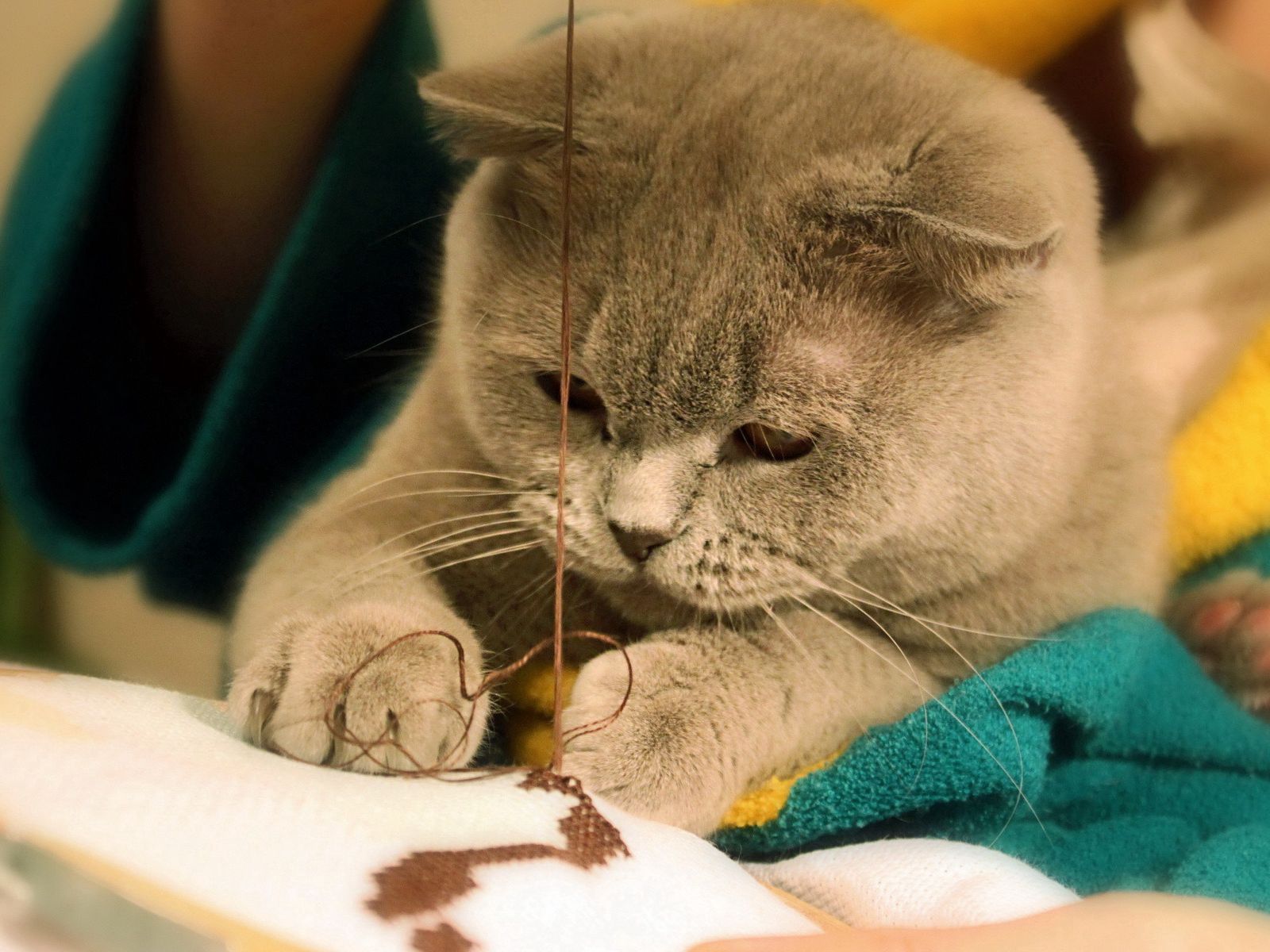 Download wallpaper 1600x1200 cat, fat, muzzle, sew, gray standard 4:3 HD background