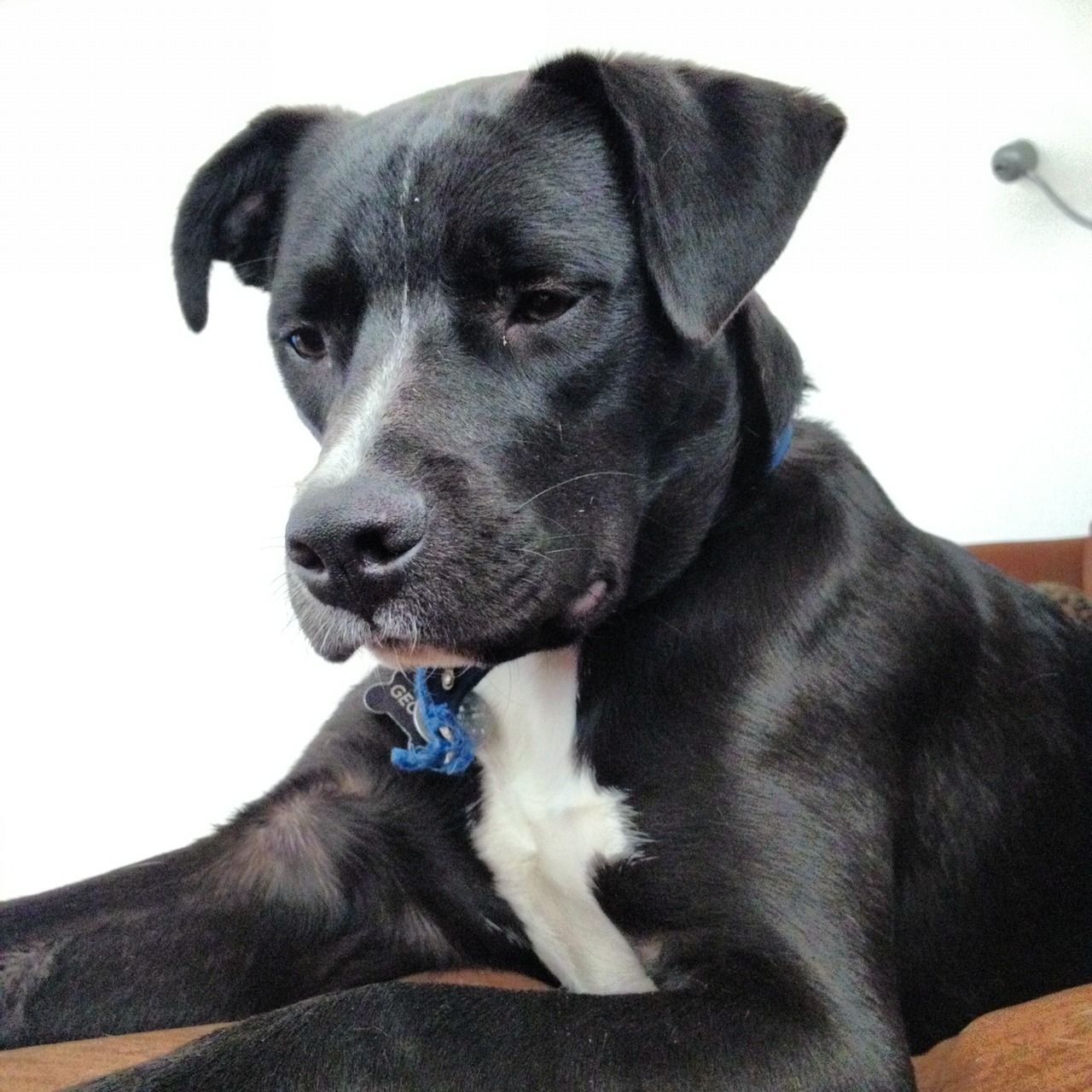 Lab Wallpaper. Wallpaper Art Models. Little puppies, Cute animals, Baby dogs