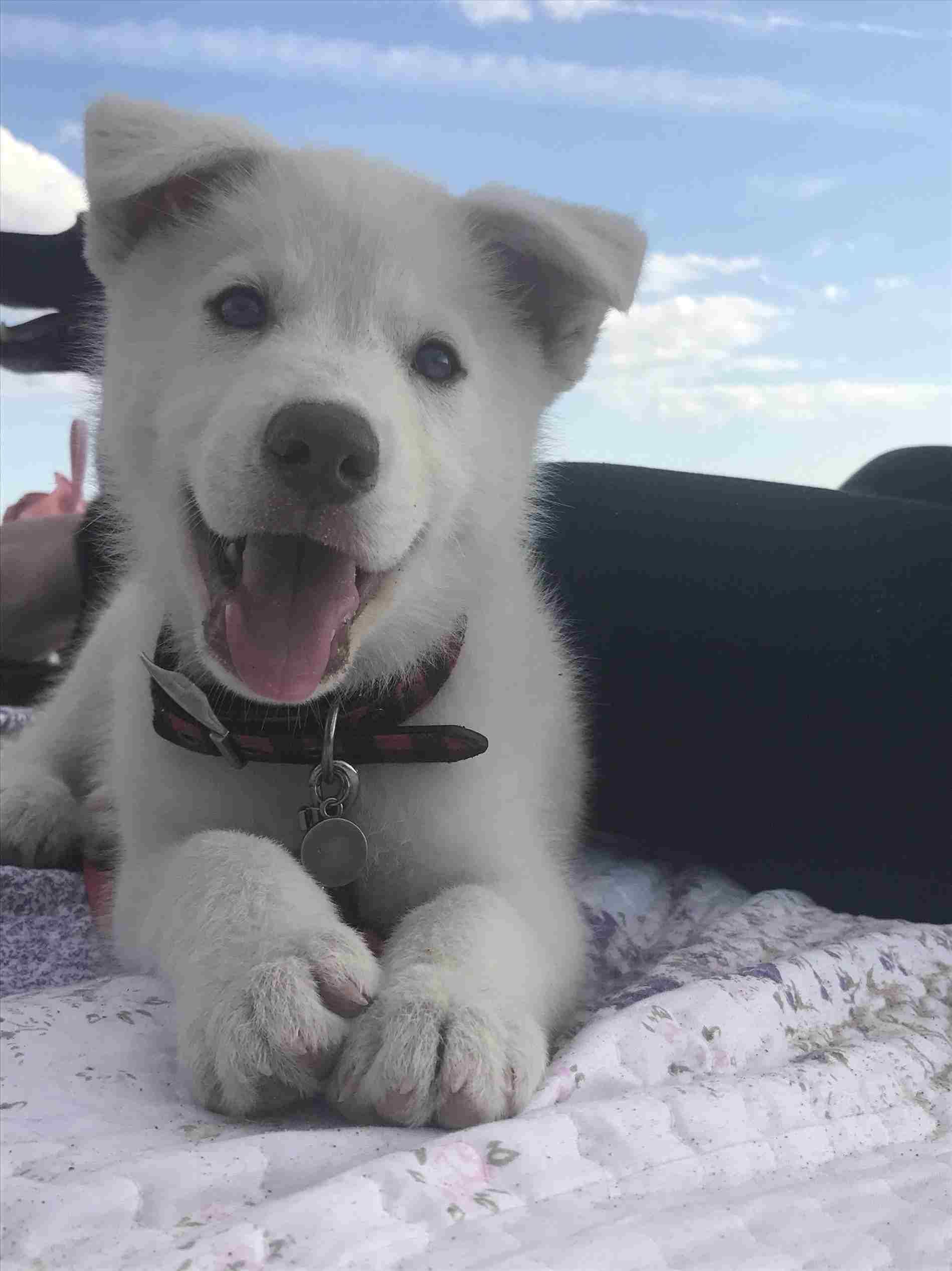 Newborn Husky Mix Puppies husky wallpaper, deskk full HD pics, wweb. picture of puppy dogs. Husky lab mix puppy, Puppy dog picture, Lab mix puppies