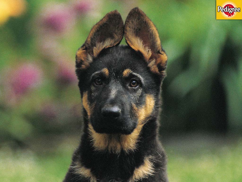 Mutts Wallpaper. Mutts Wallpaper, Mutts Comic Strip Wallpaper and Mutts Fall Background