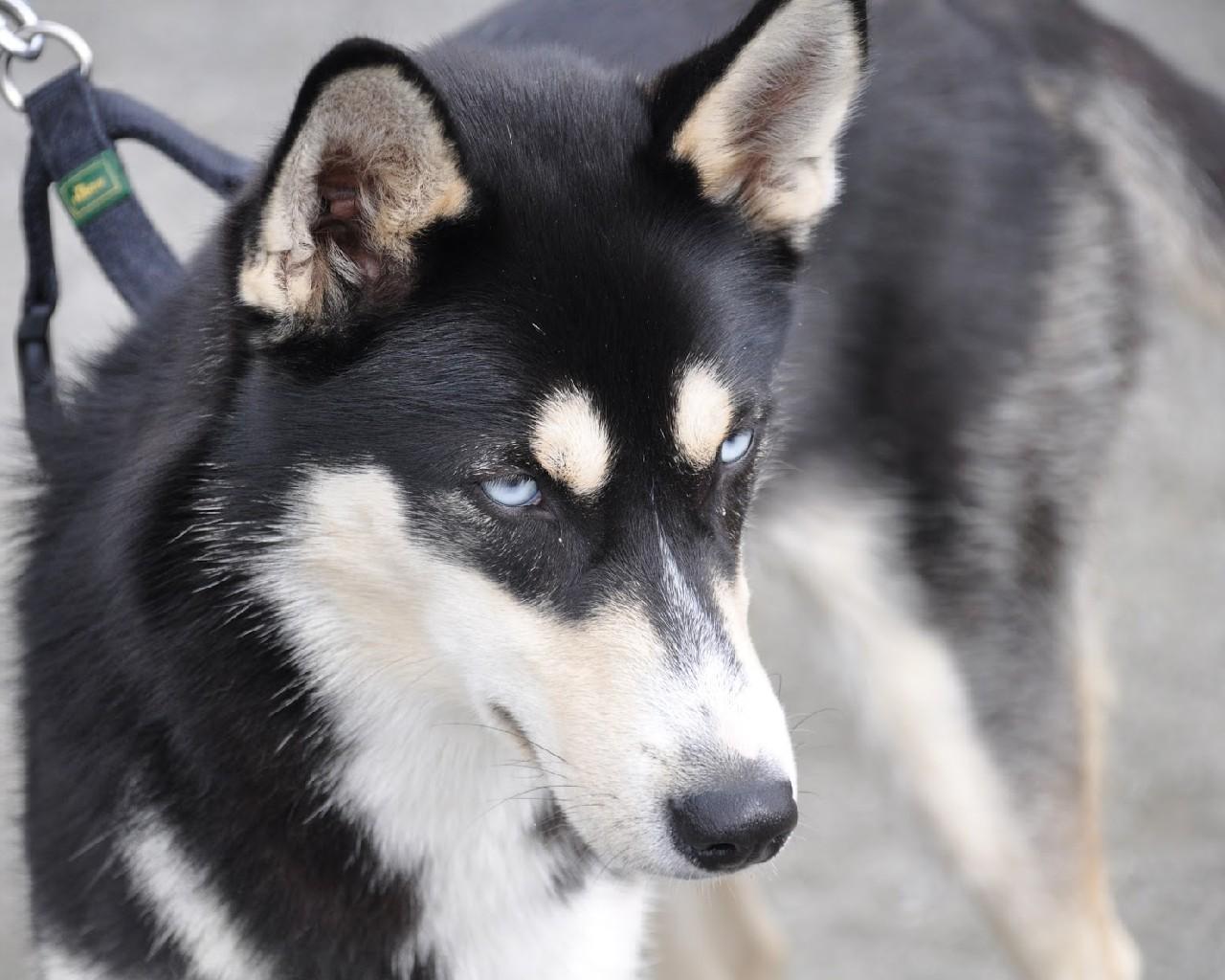 Shepard mix Dogs Wallpaper for Android