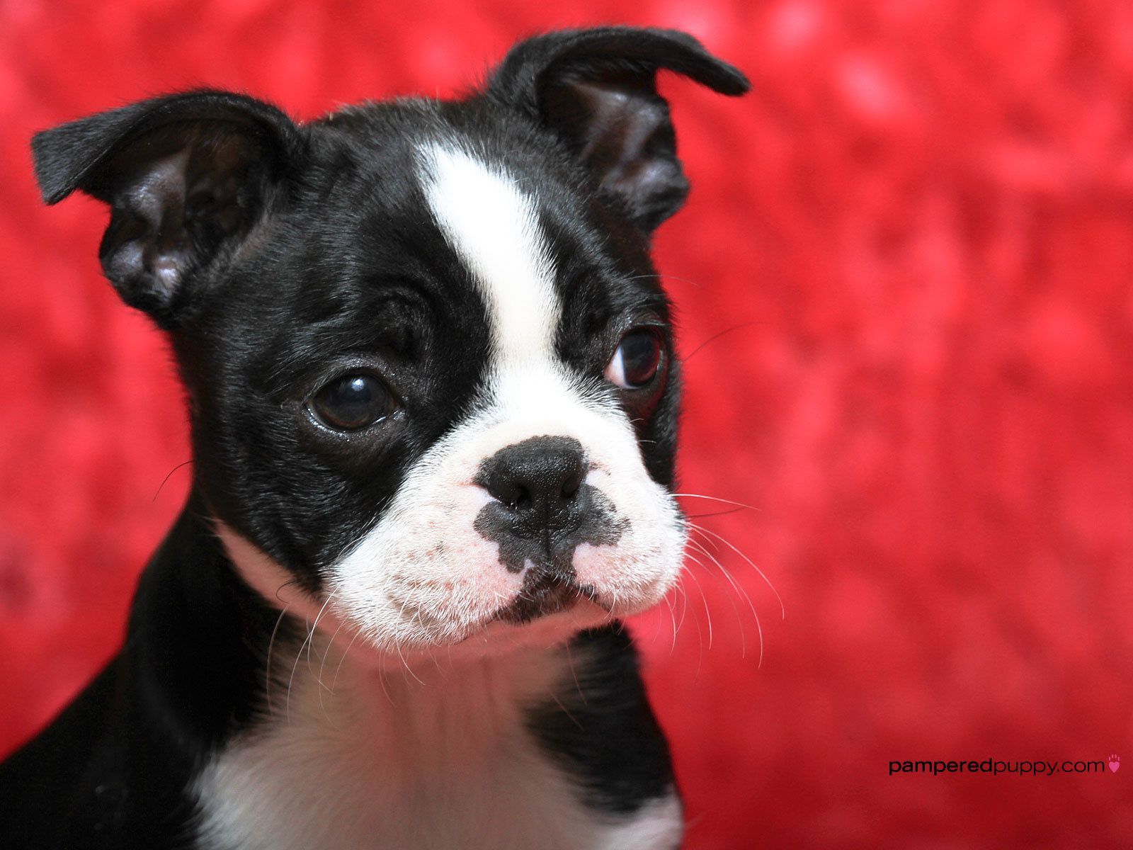 Boston Terrier Dogs FREE Picture