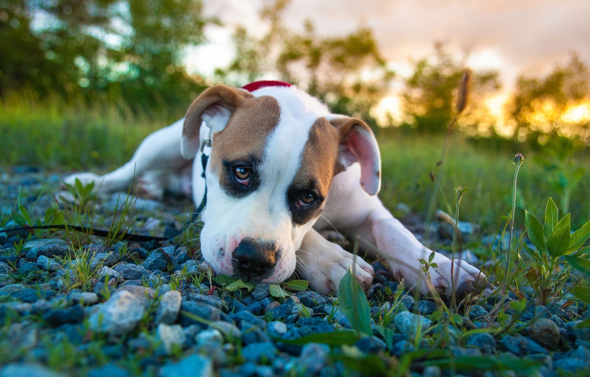 dogs, Stones, Glance, Puppy, Amstaff, Animals, Puppy, Dog, Cute, Eyes Wallpaper HD / Desktop and Mobile Background