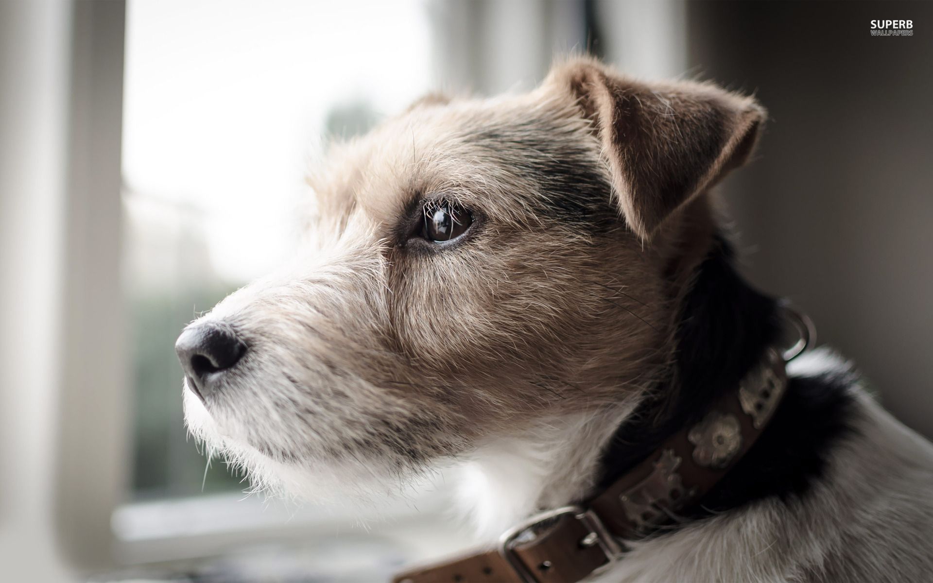 Parson Russell Terrier wallpaper. Parson russell terrier, Russell terrier, Terrier dog breeds