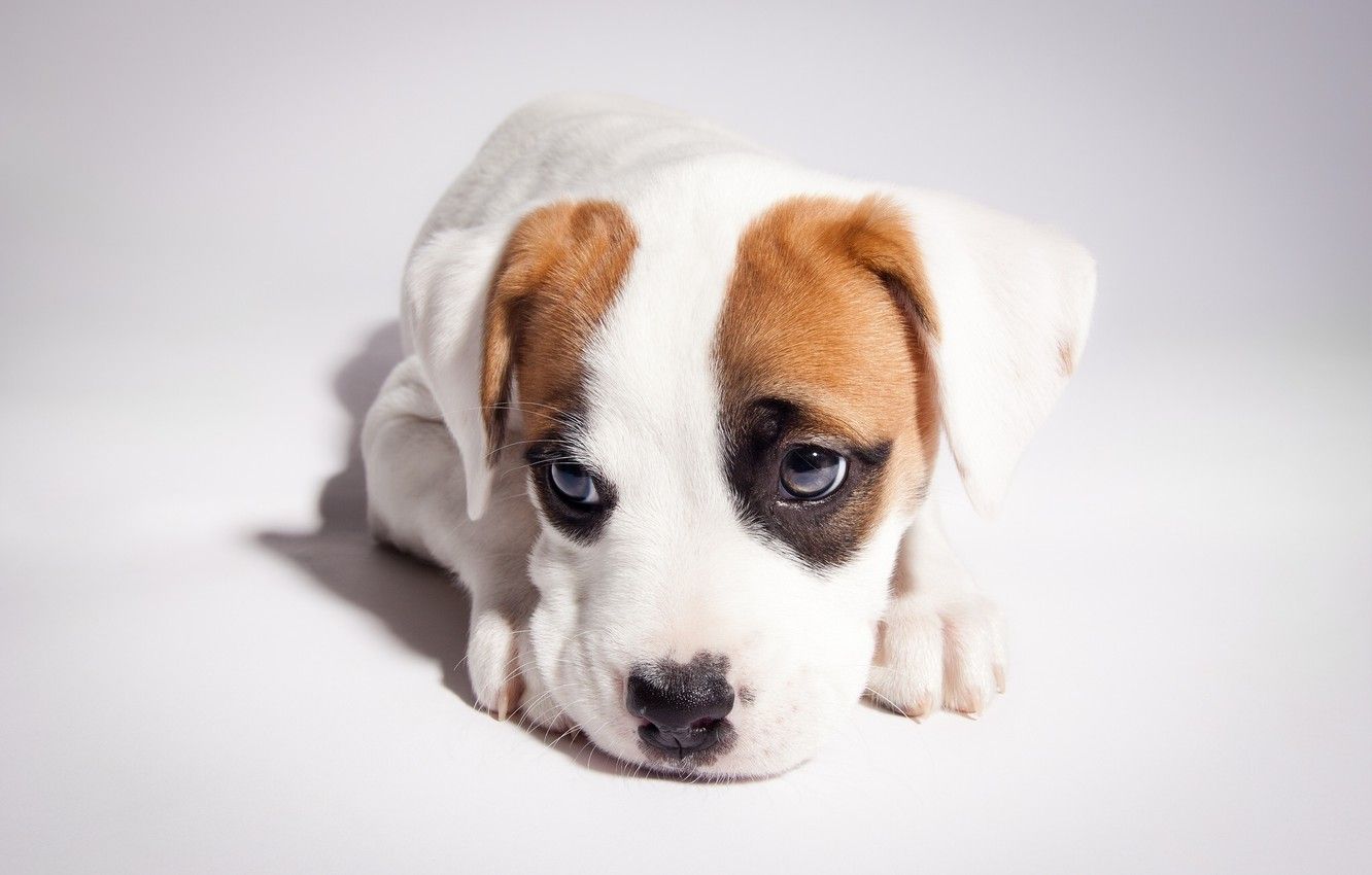 Wallpaper puppy, pit bull, boxer, pitbull boxer mix image for desktop, section собаки