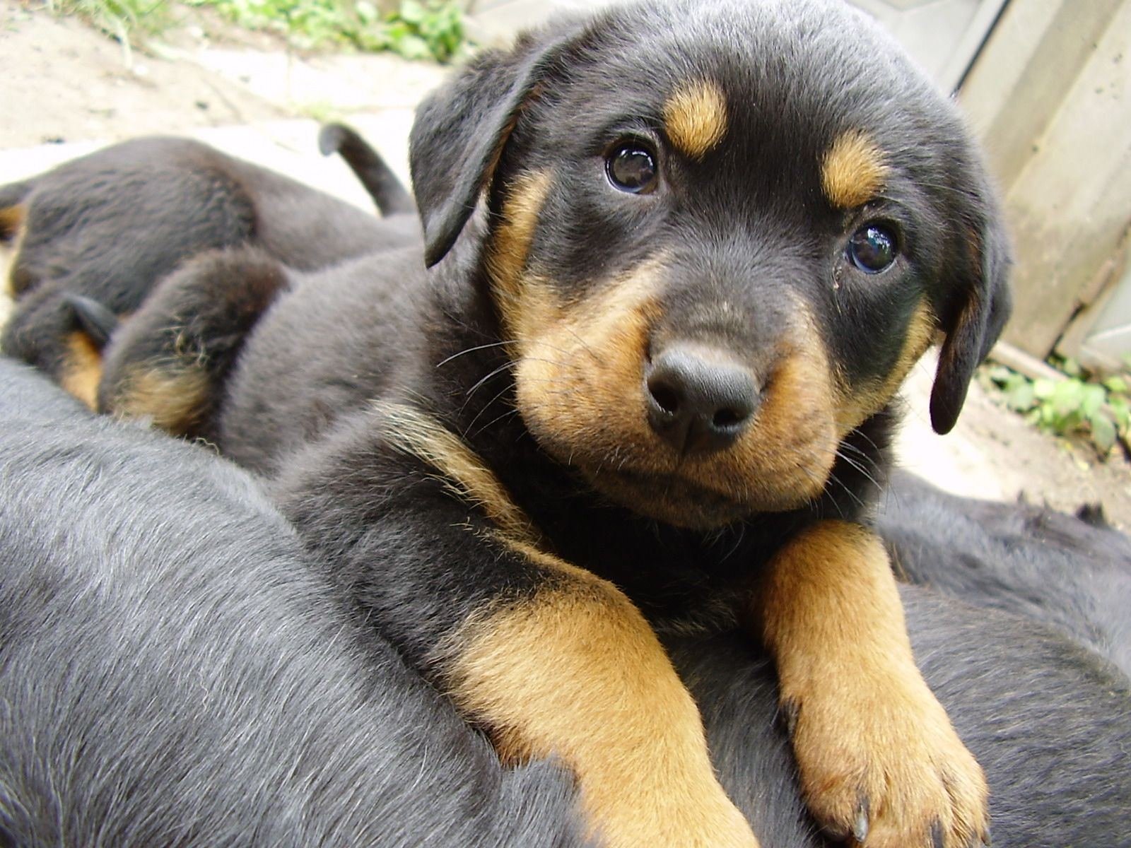 Desktop Wallpaper puppies Rottweiler Dogs Animals