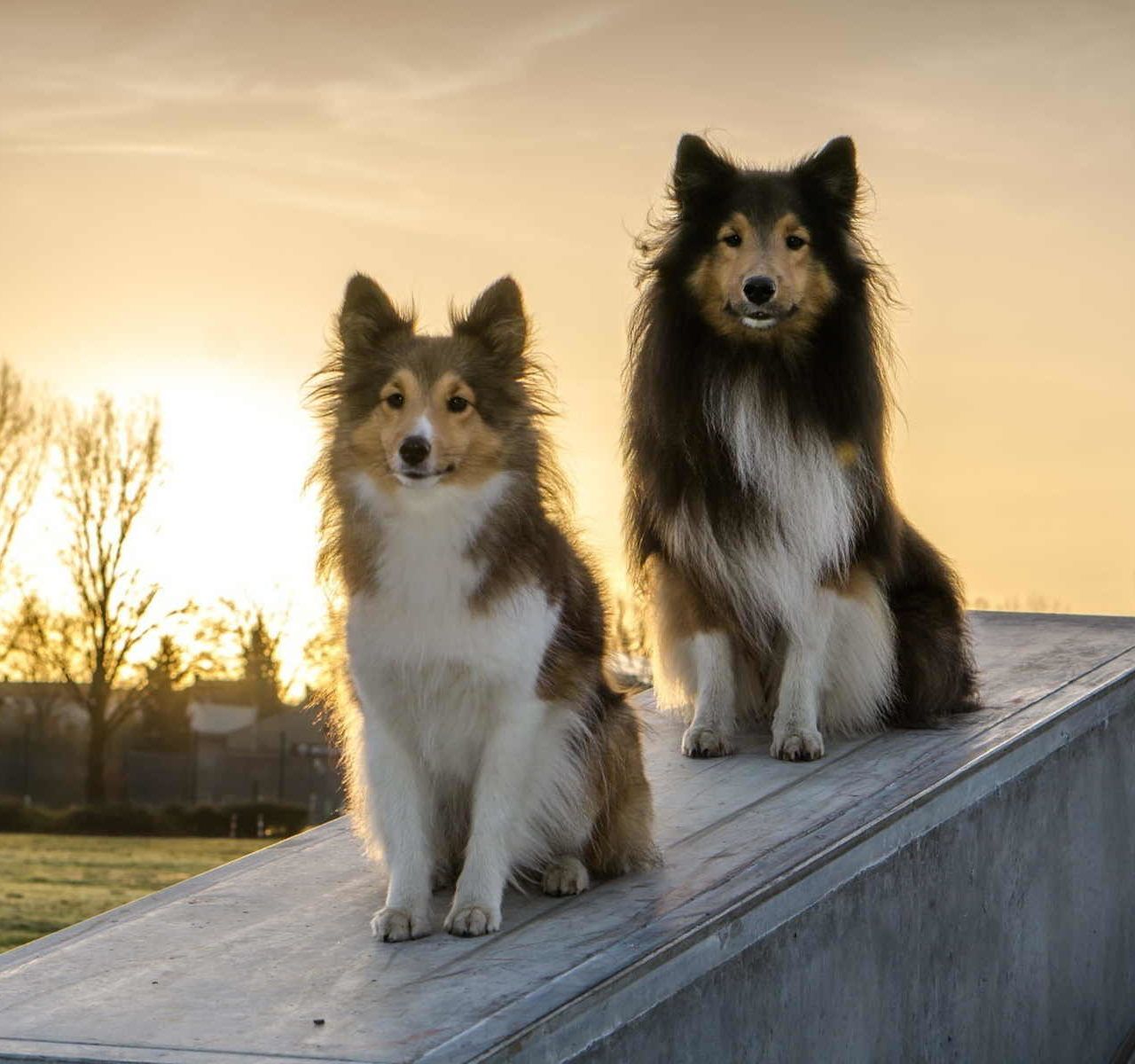 Sheltie Mix Dog