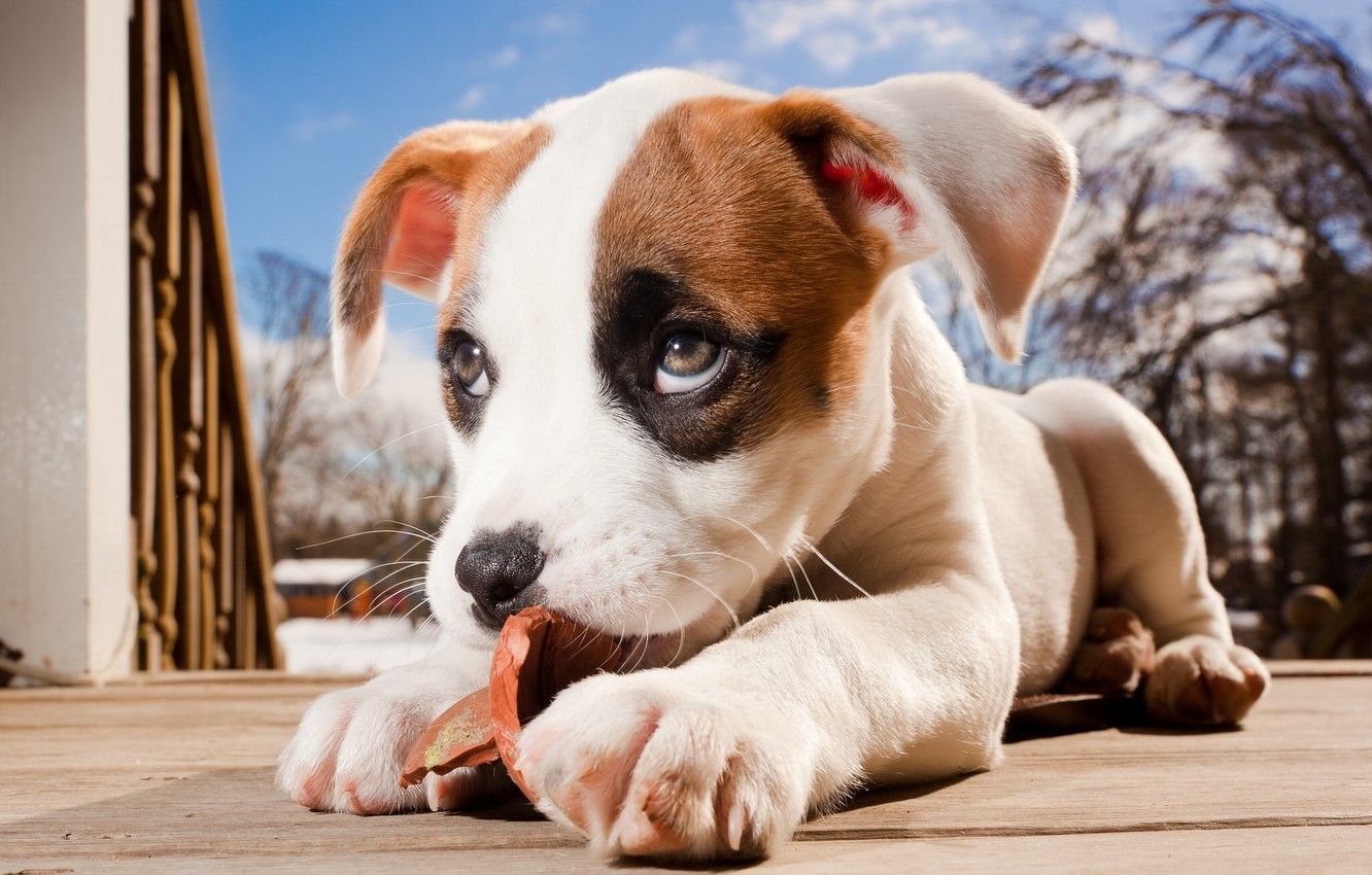 Wallpaper puppy, pit bull, boxer, pitbull boxer mix image for desktop, section собаки