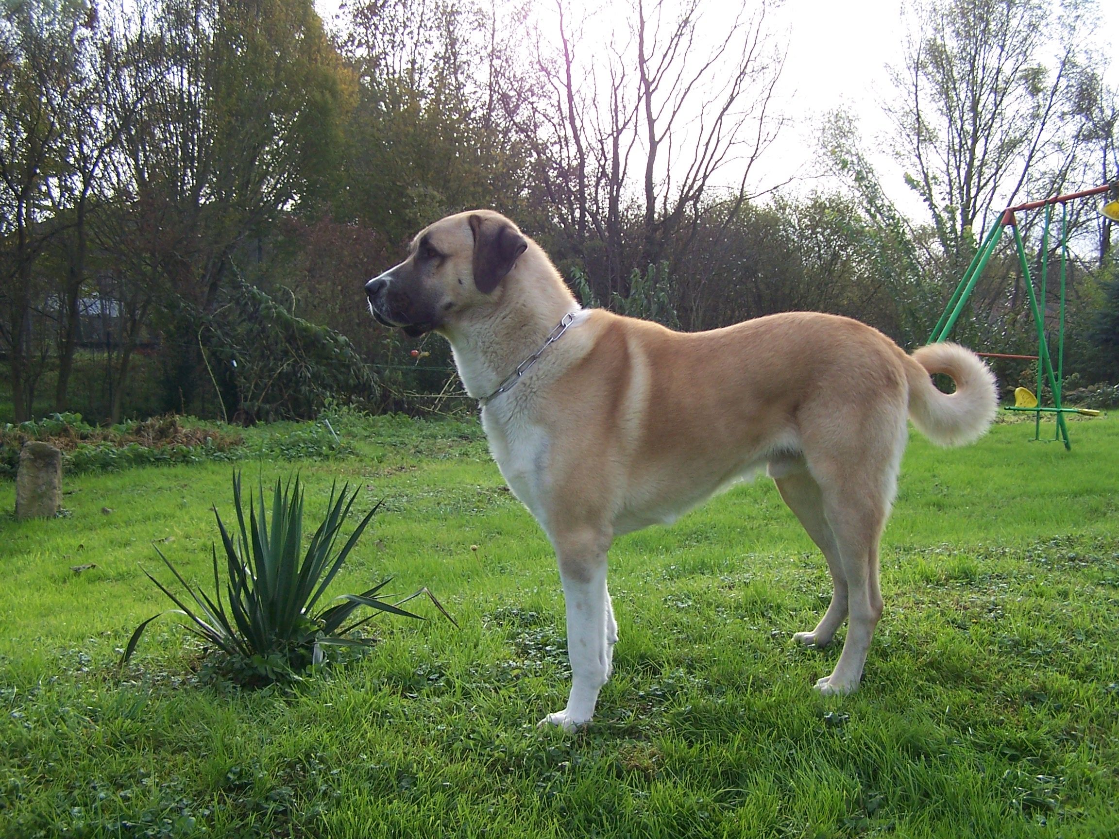 Anatolian Shepherd
