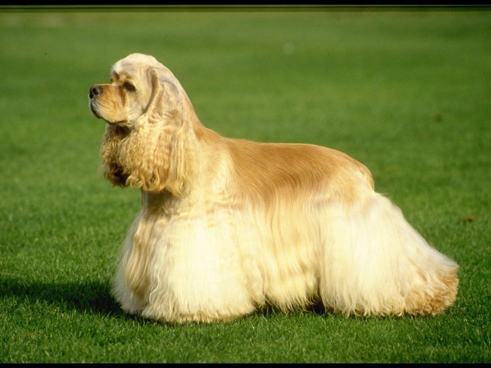 Golden Retriever Cocker Spaniel Mix wallpaper Cocker Spaniel Wallpaper HD Download 1600x1200