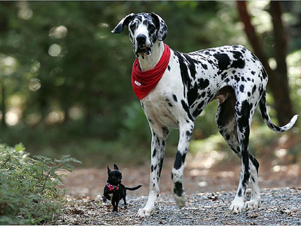 Dalmatian Dog Image HD
