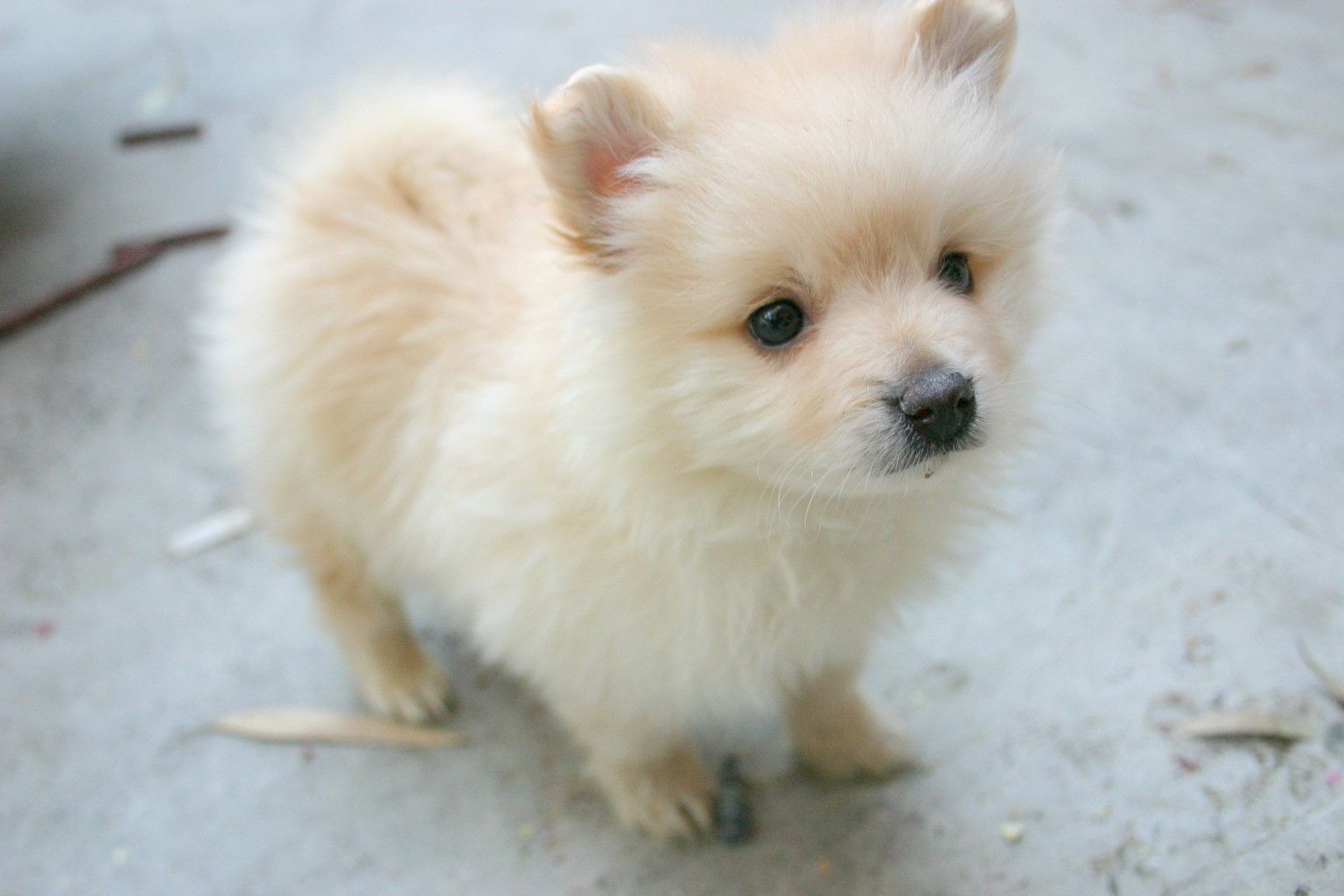 Pomeranian Puppy Wallpaper