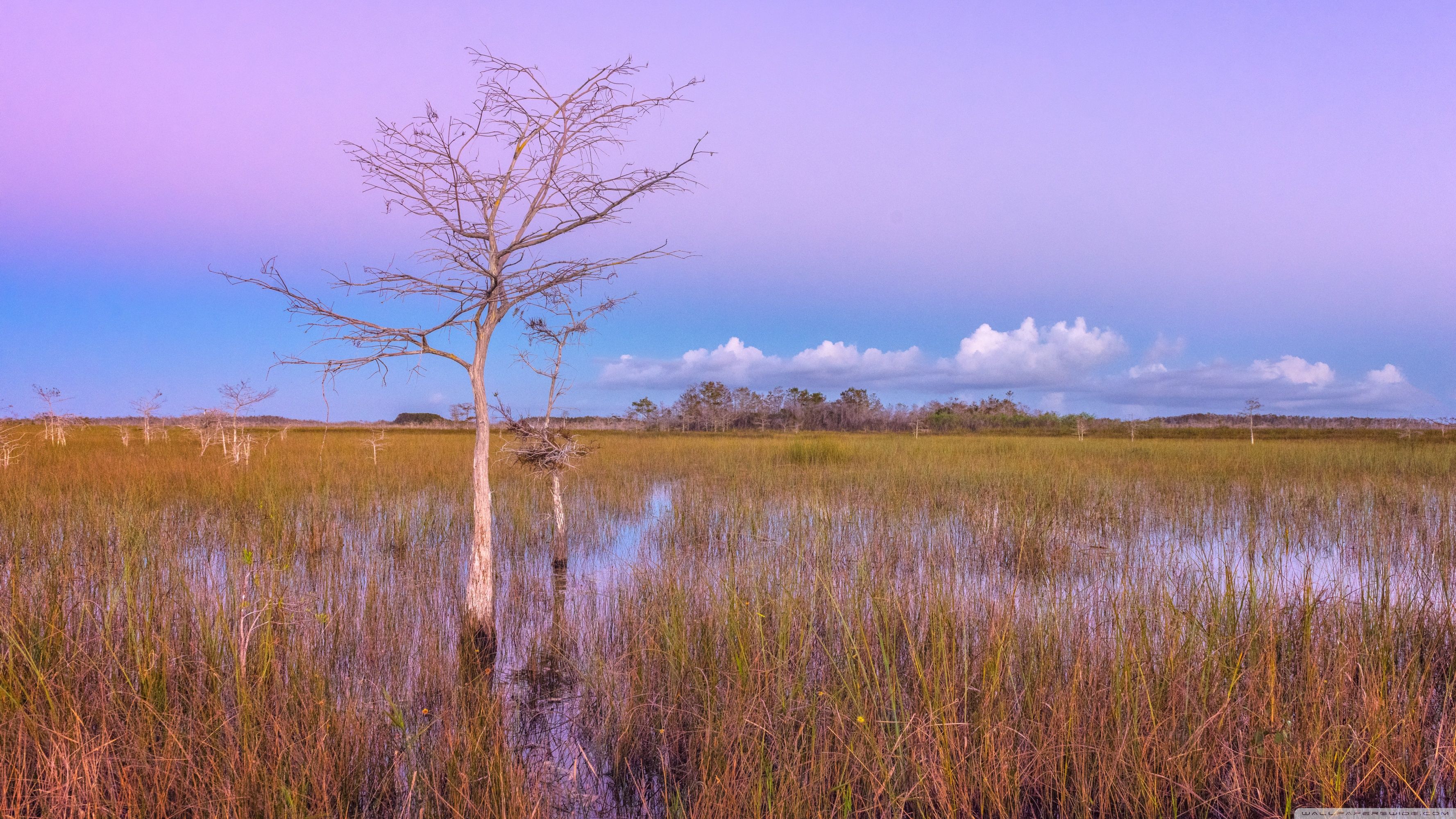 Pink Sunset, Wetlands, Everglades National Park Ultra HD Desktop Background Wallpaper for 4K UHD TV, Widescreen & UltraWide Desktop & Laptop, Tablet
