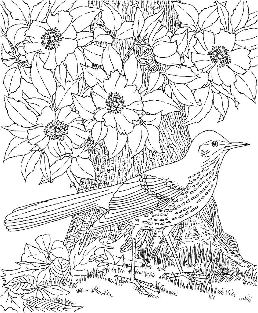 Coloring Pages for Adults Large Image