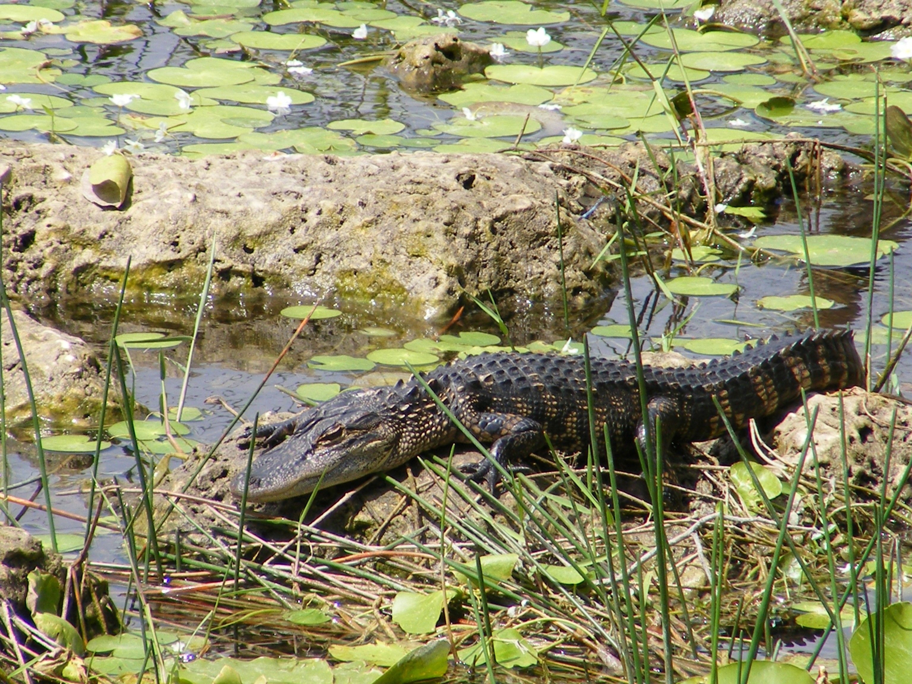 Big Crocodilian Alligator in Everglades National Park Florida US Photo