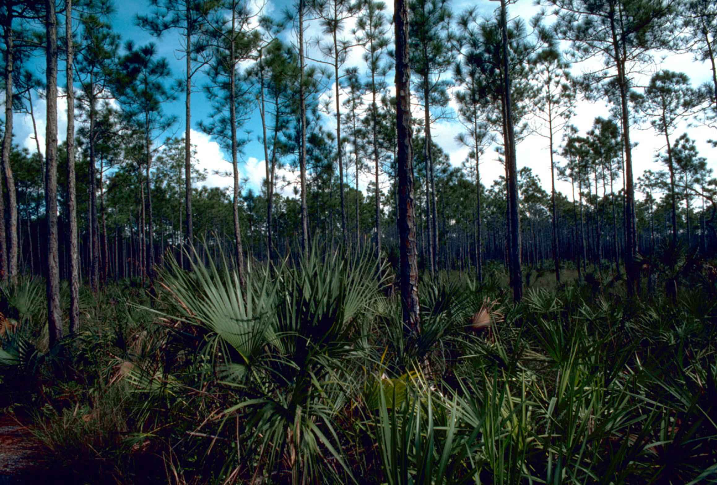 The Everglades Wallpapers - Wallpaper Cave