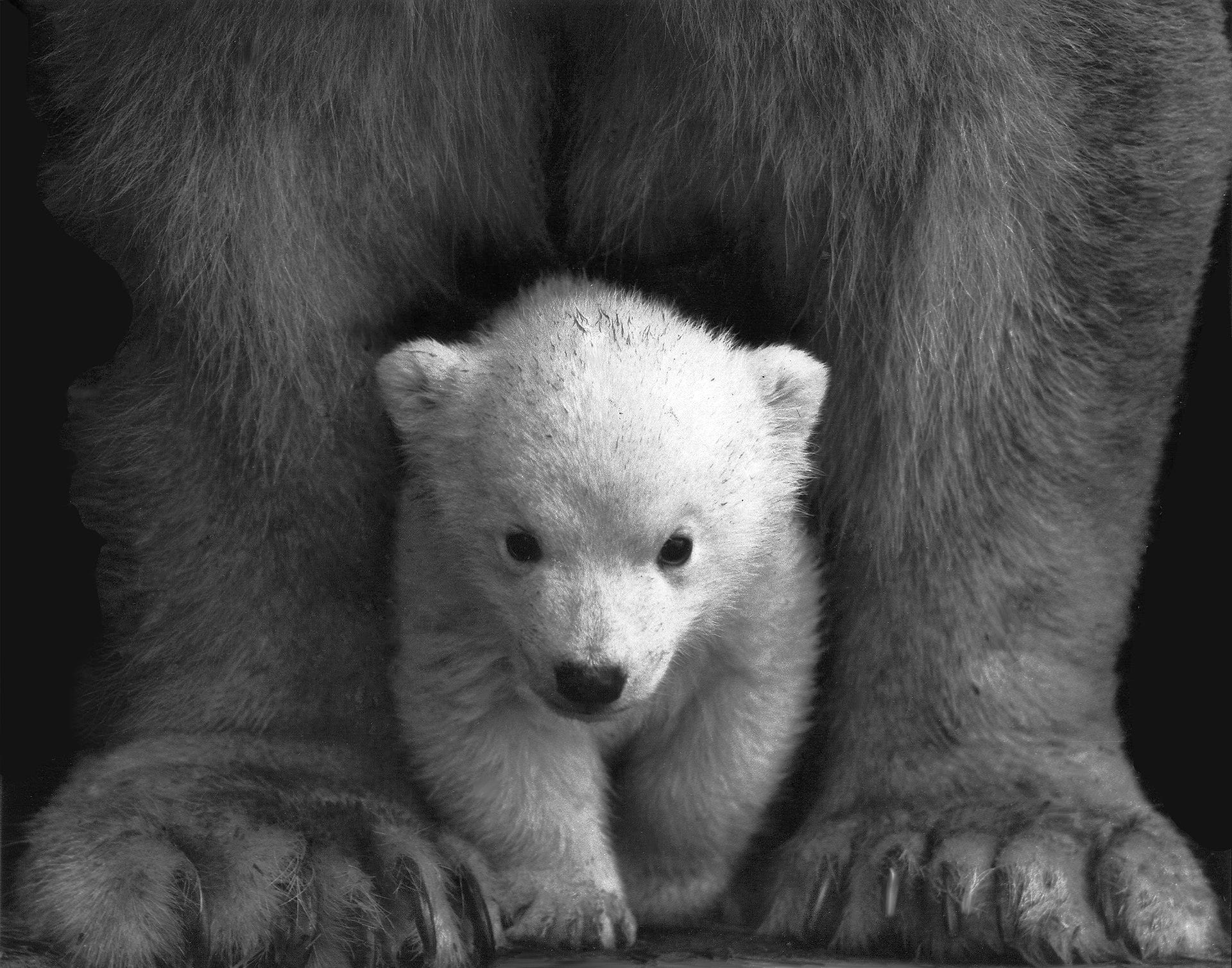 Baby Bear Wallpaper Free Baby Bear Background