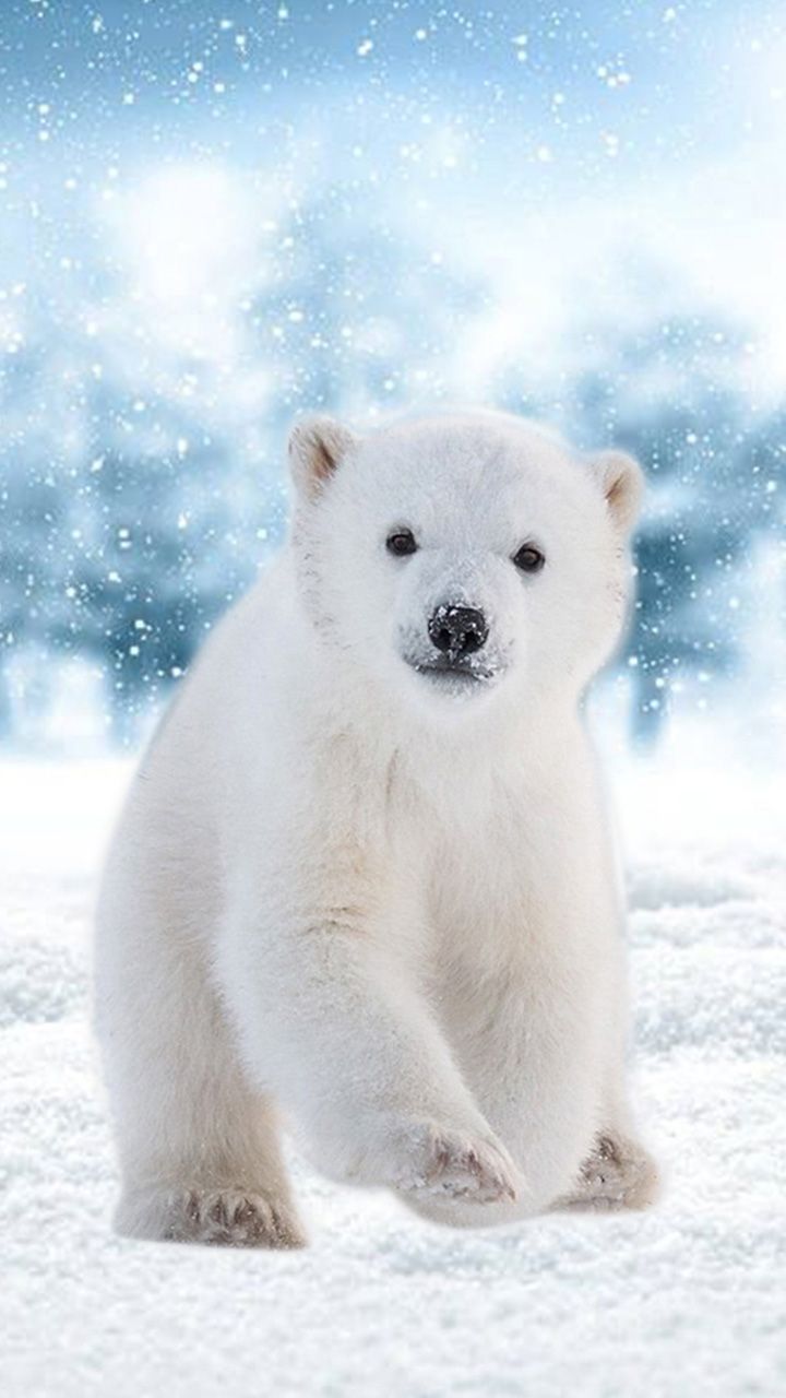 Hello! Ice bear. Save the Polar Bears. #Winter. Polar bear wallpaper, Teddy bear wallpaper, Polar bear
