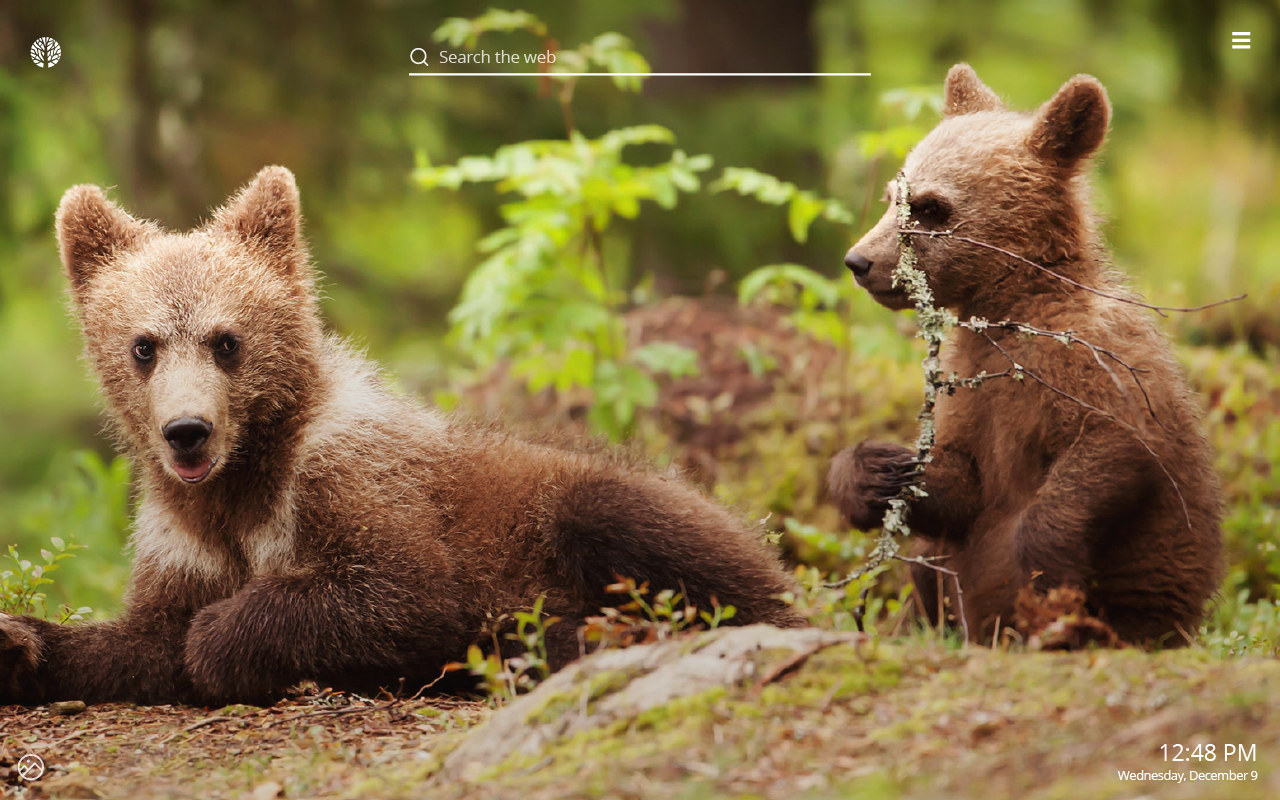 Baby Bear Wallpapers Wallpaper Cave