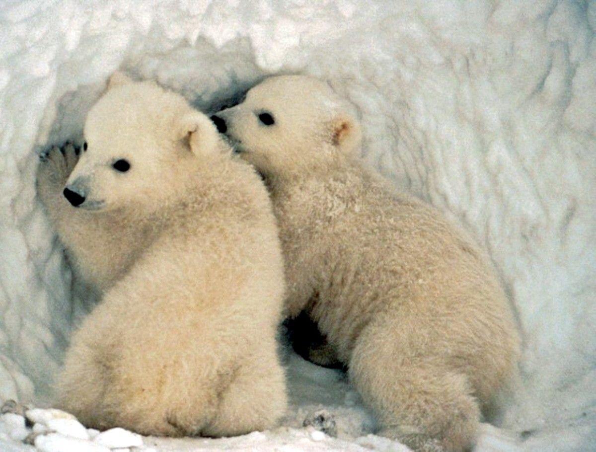 Free download Baby Polar Bear Wallpaper [1200x910] for your Desktop, Mobile & Tablet. Explore Baby Polar Bear Wallpaper. Baby Bear Desktop Wallpaper, Polar Bear Wallpaper Free Download