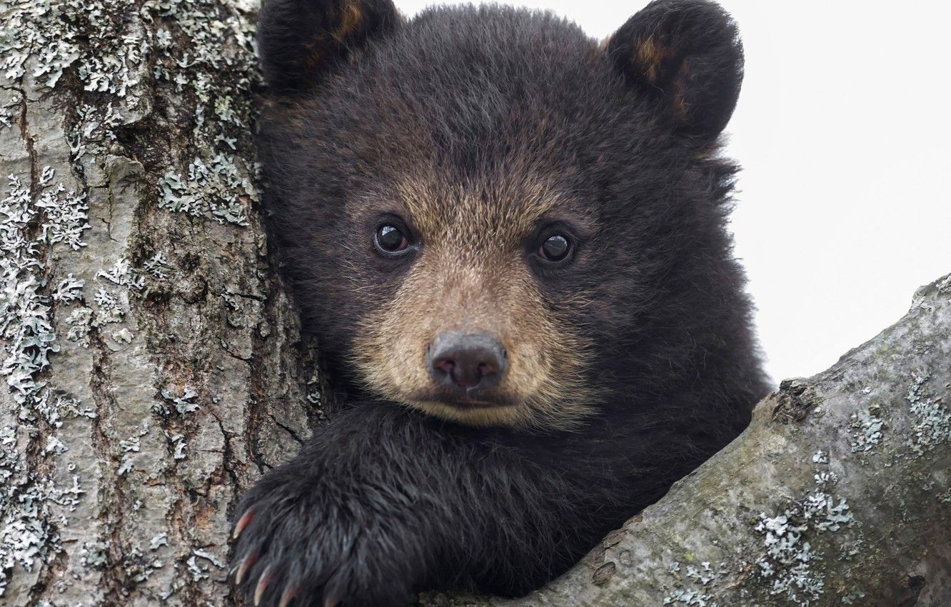Baby Bear Background Free Picture