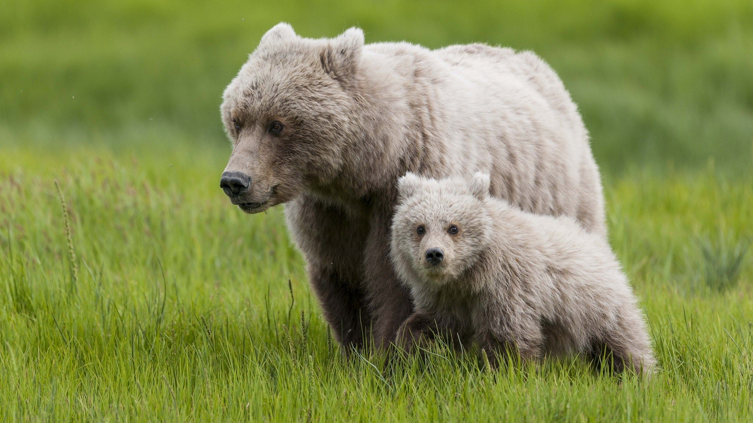 mom and baby bear wallpaper. Mocah.org HD Desktop Wallpaper